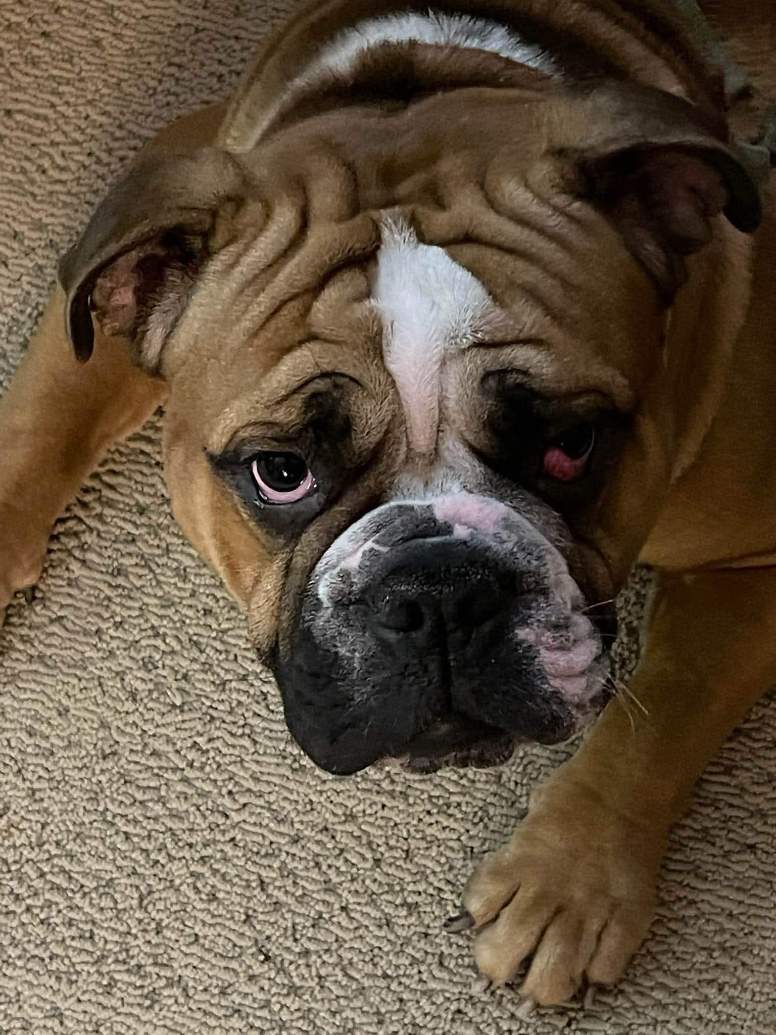 Penelope aka The Free Loader