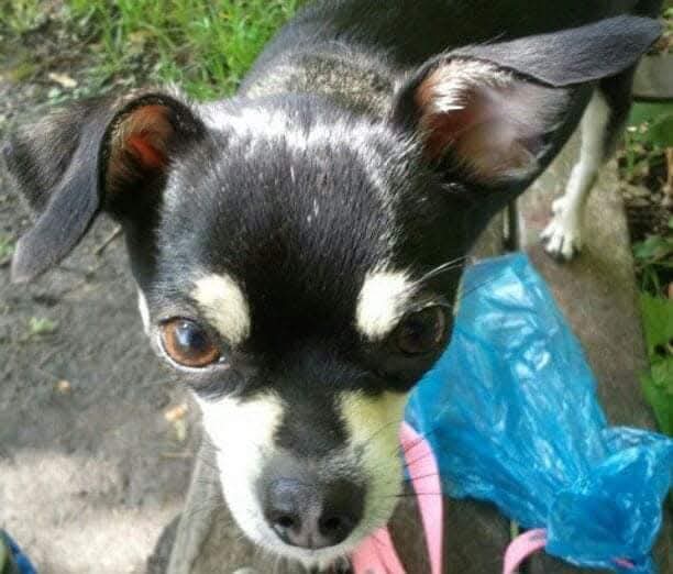 Penelope aka The Free Loader