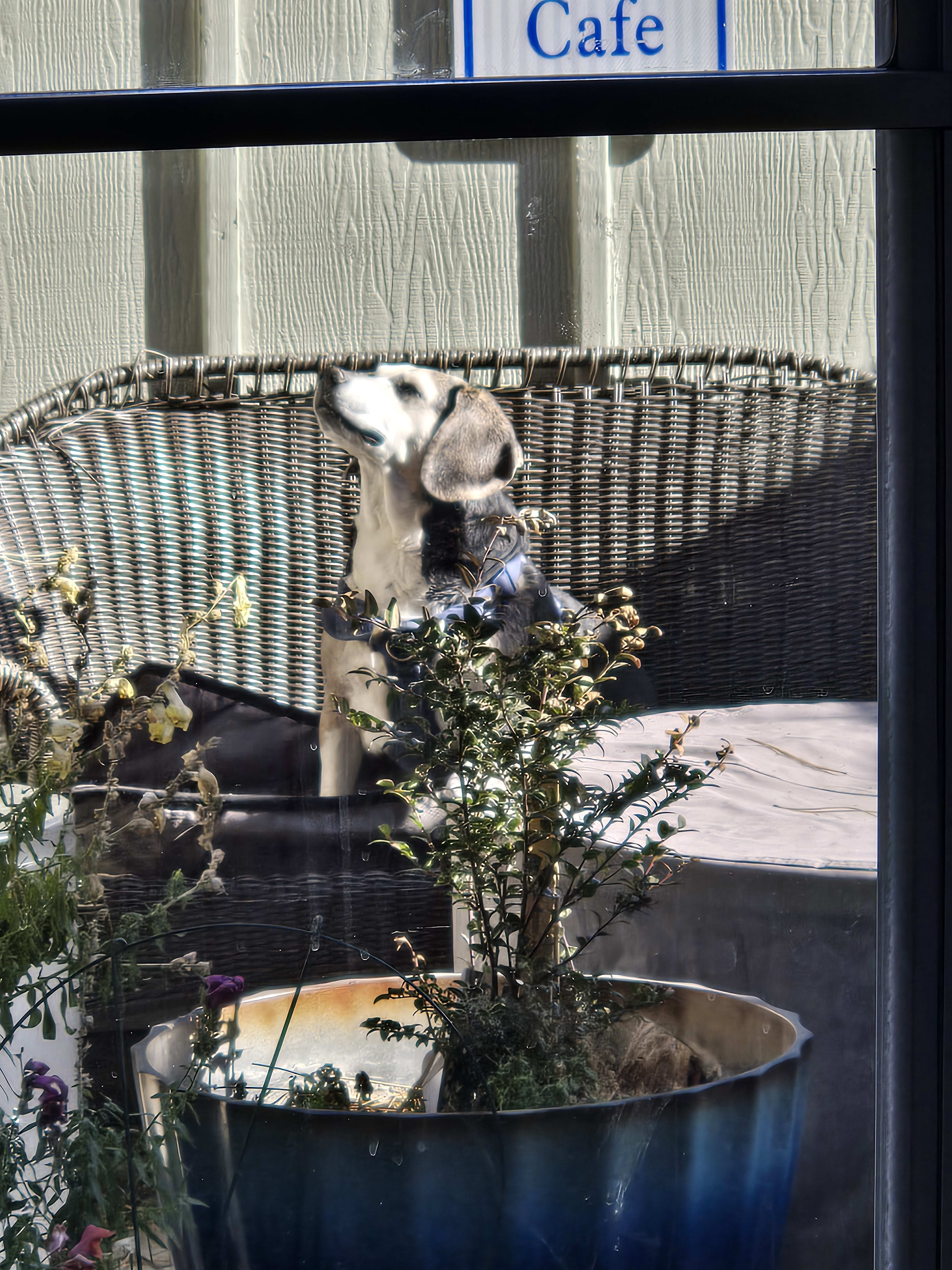 Dozer and Roskoe from RescueCoop