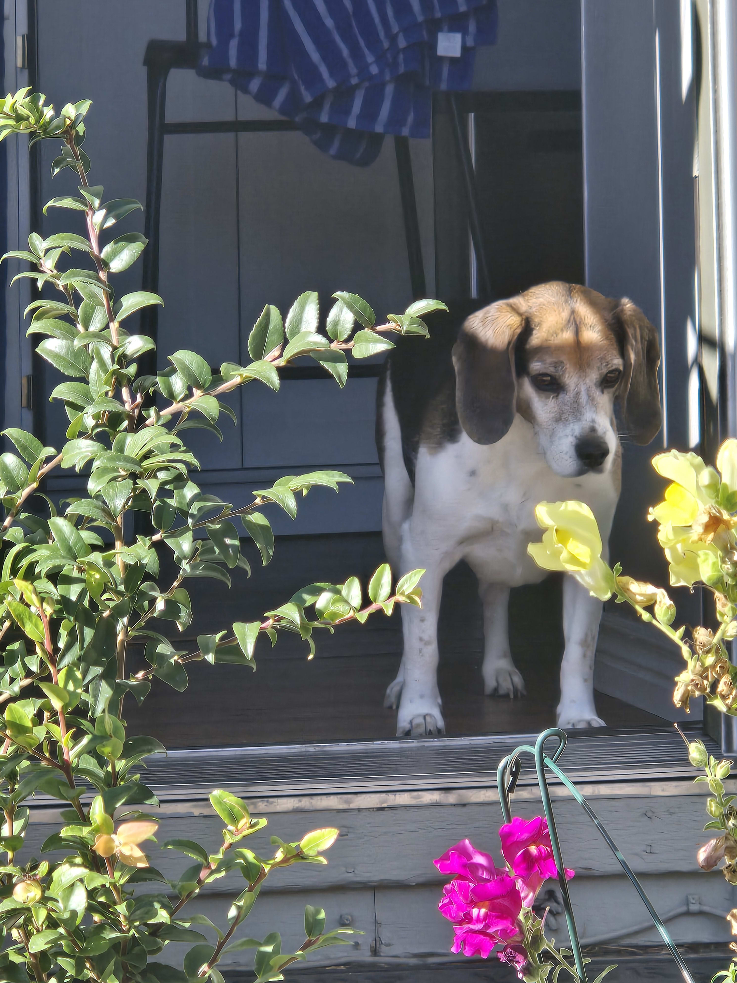 Dozer and Roskoe from RescueCoop