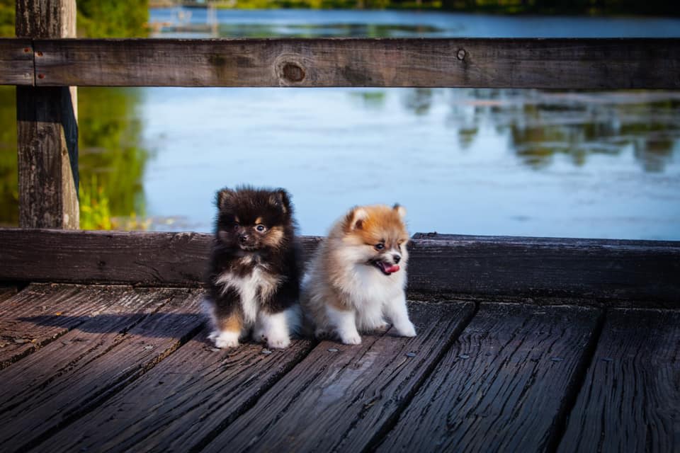 Tagg and Gemma