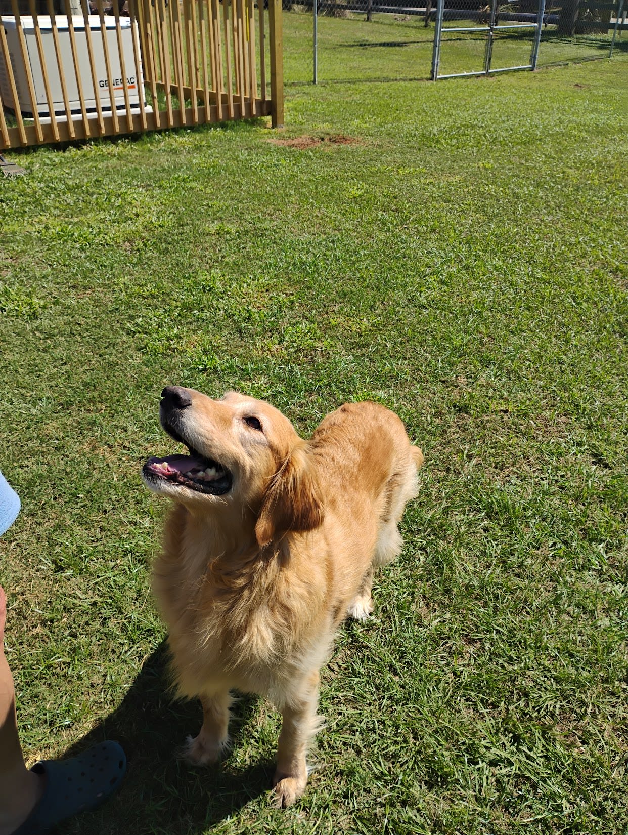 Harley
