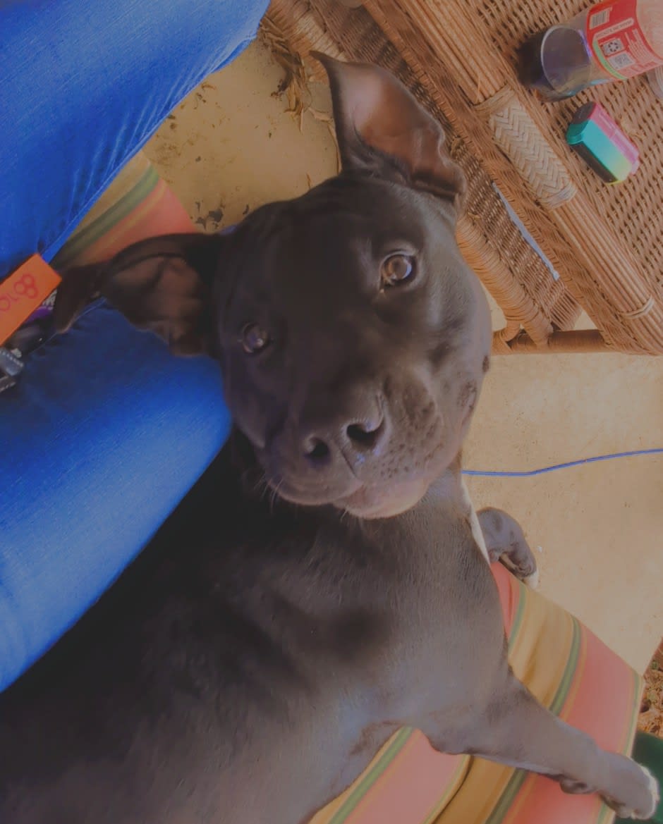 Bear