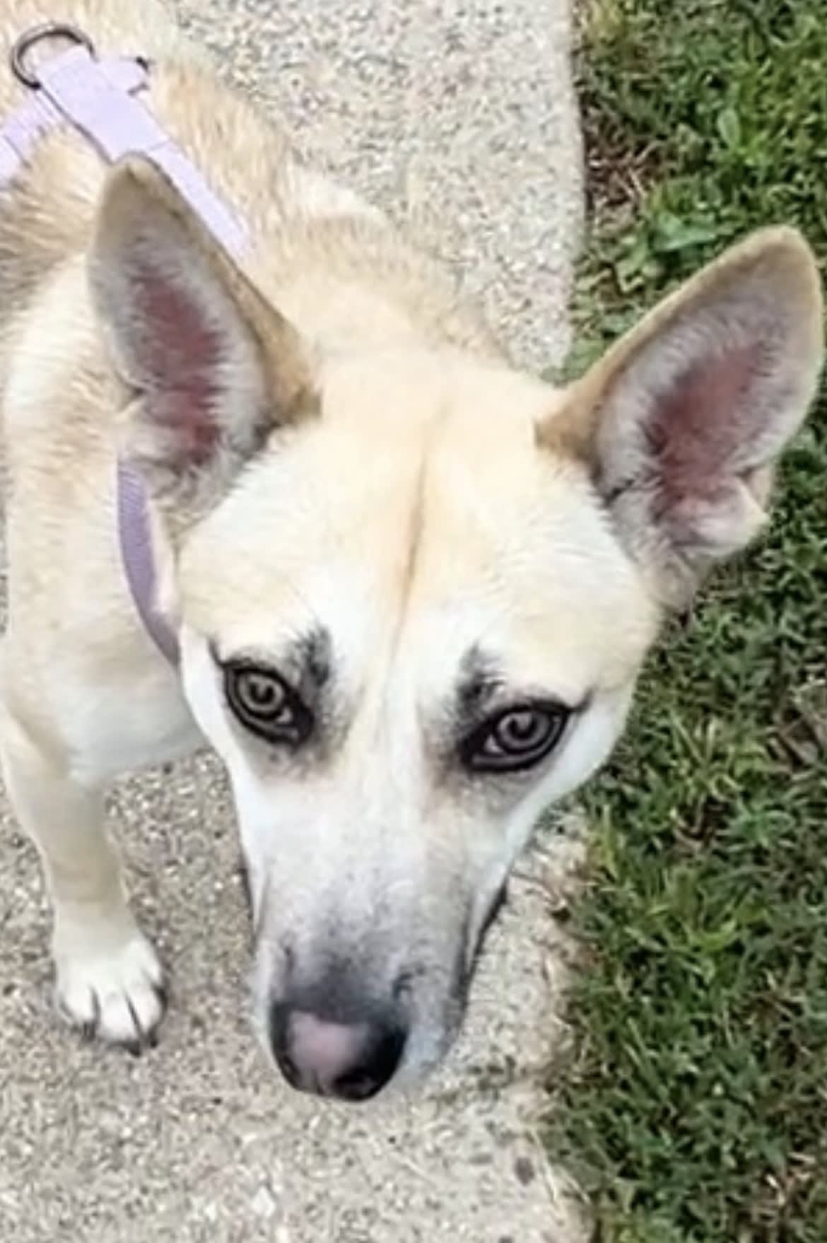 Gracie Gracie