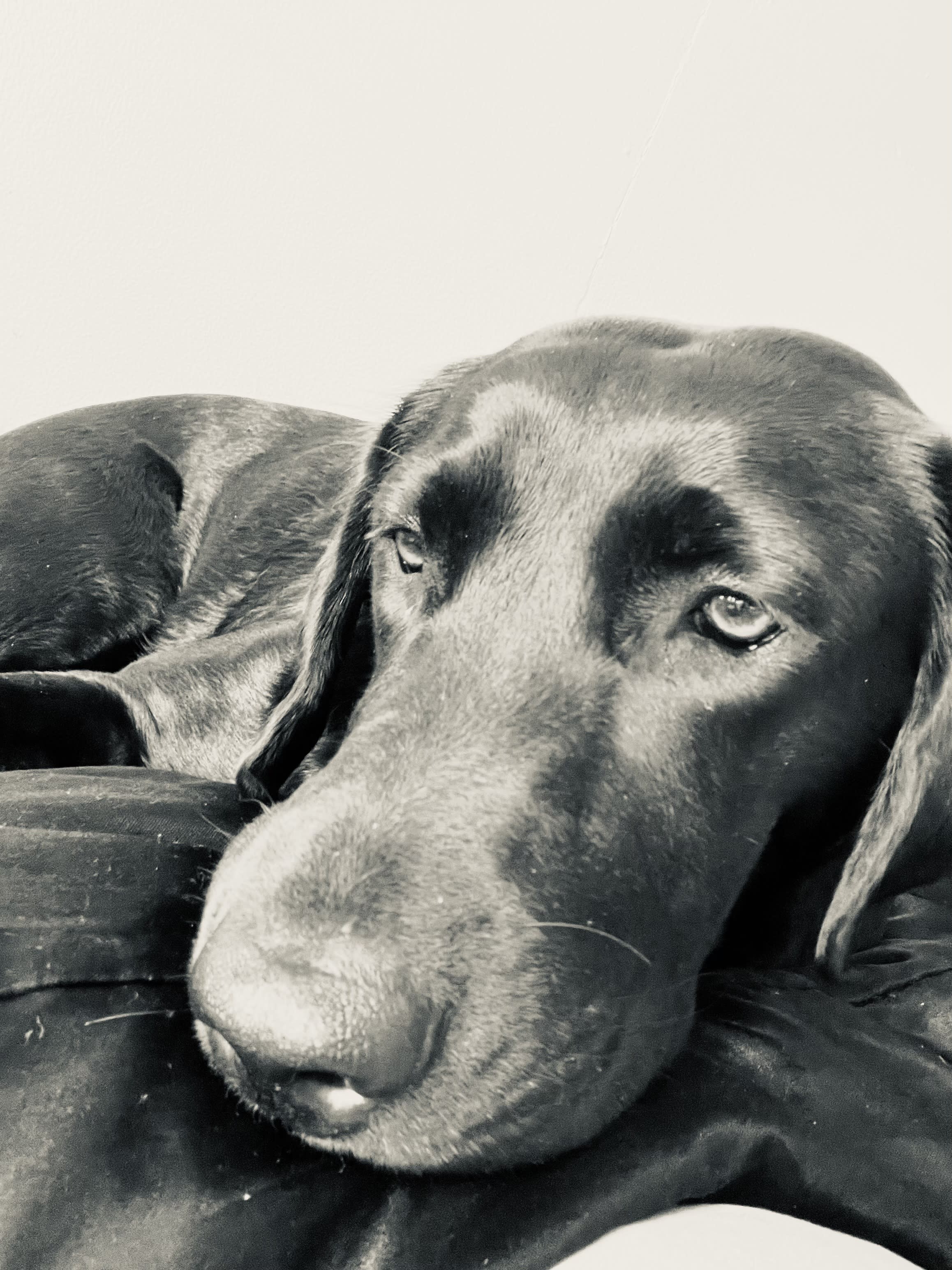 Daisy