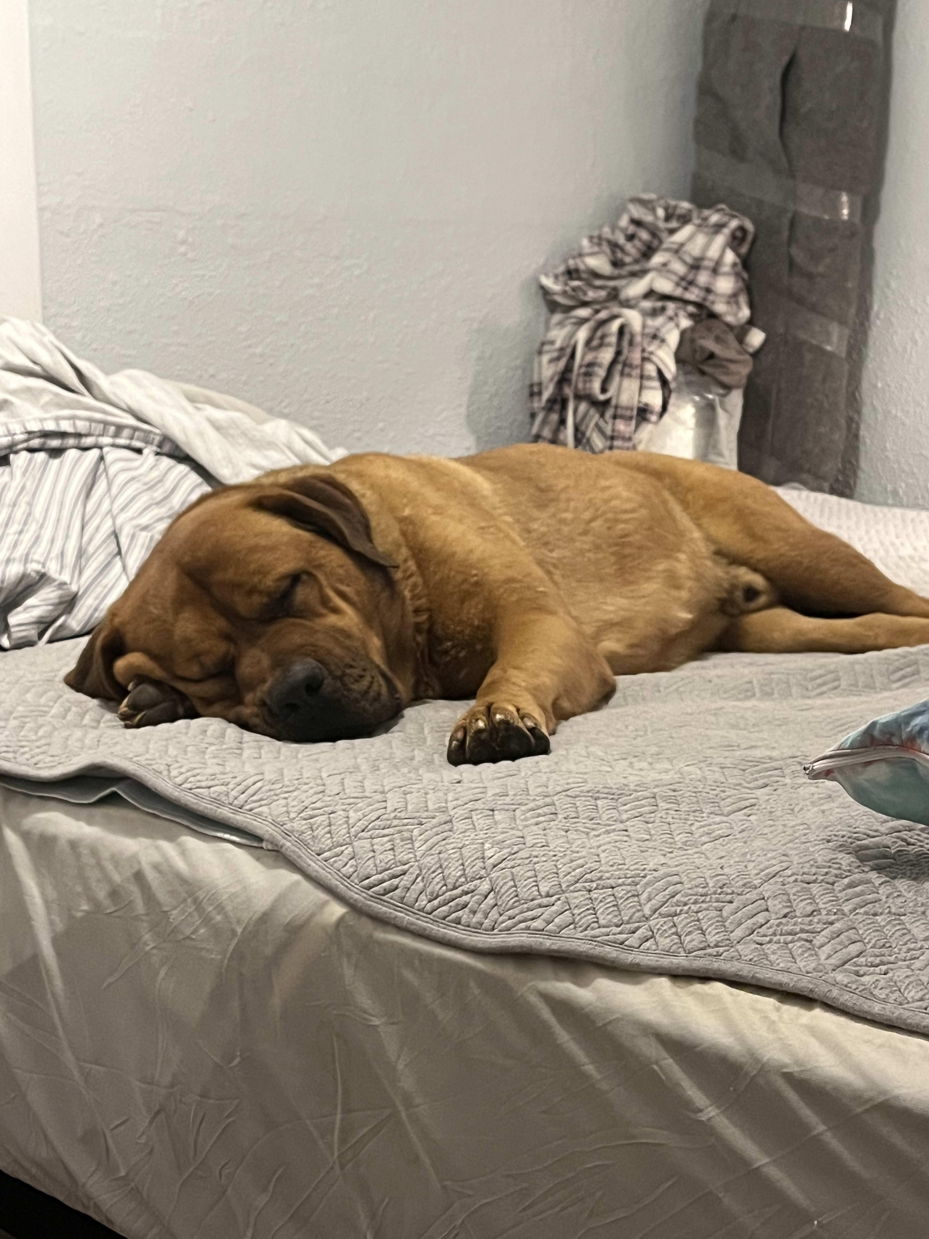 Duke Duke