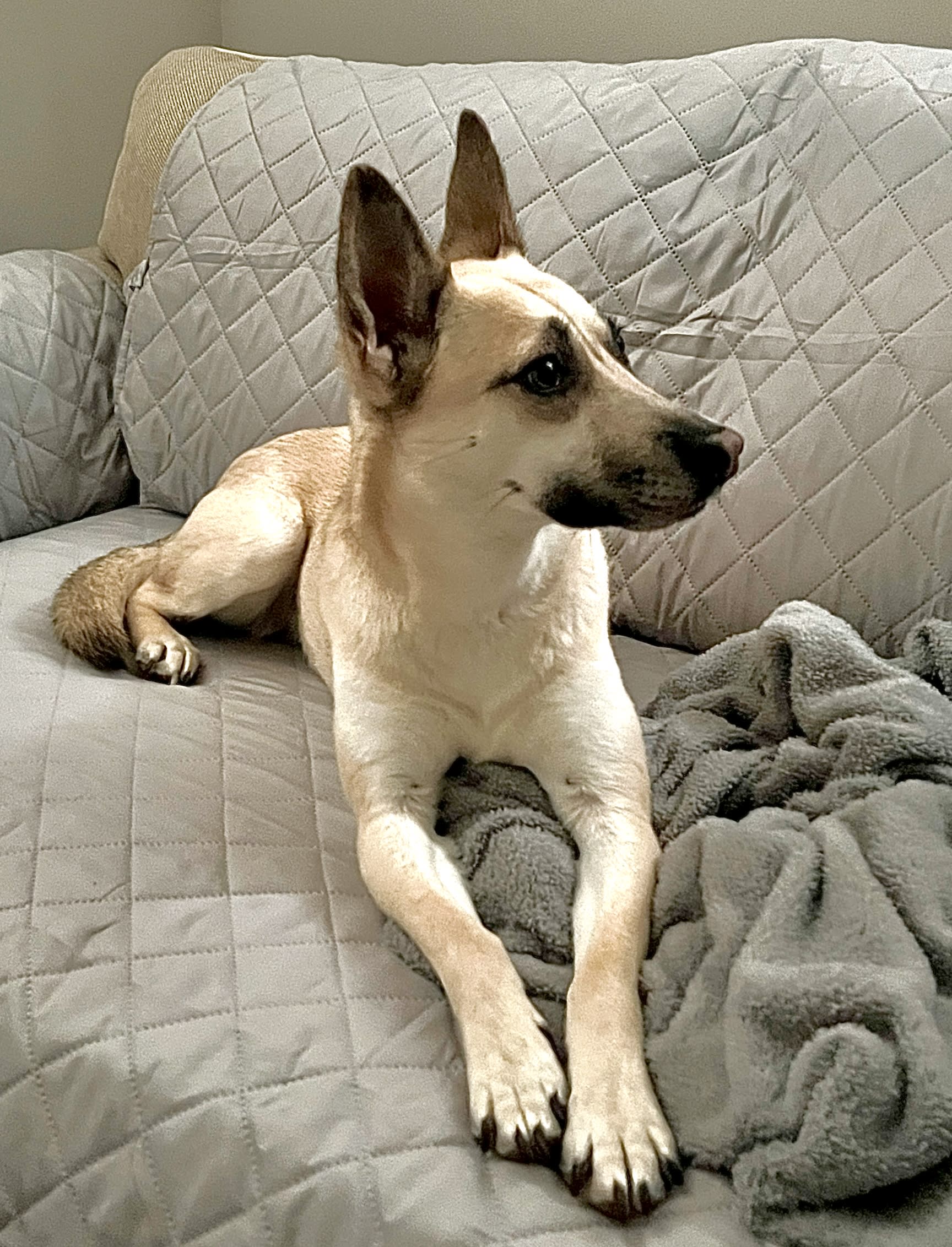 Gracie Gracie