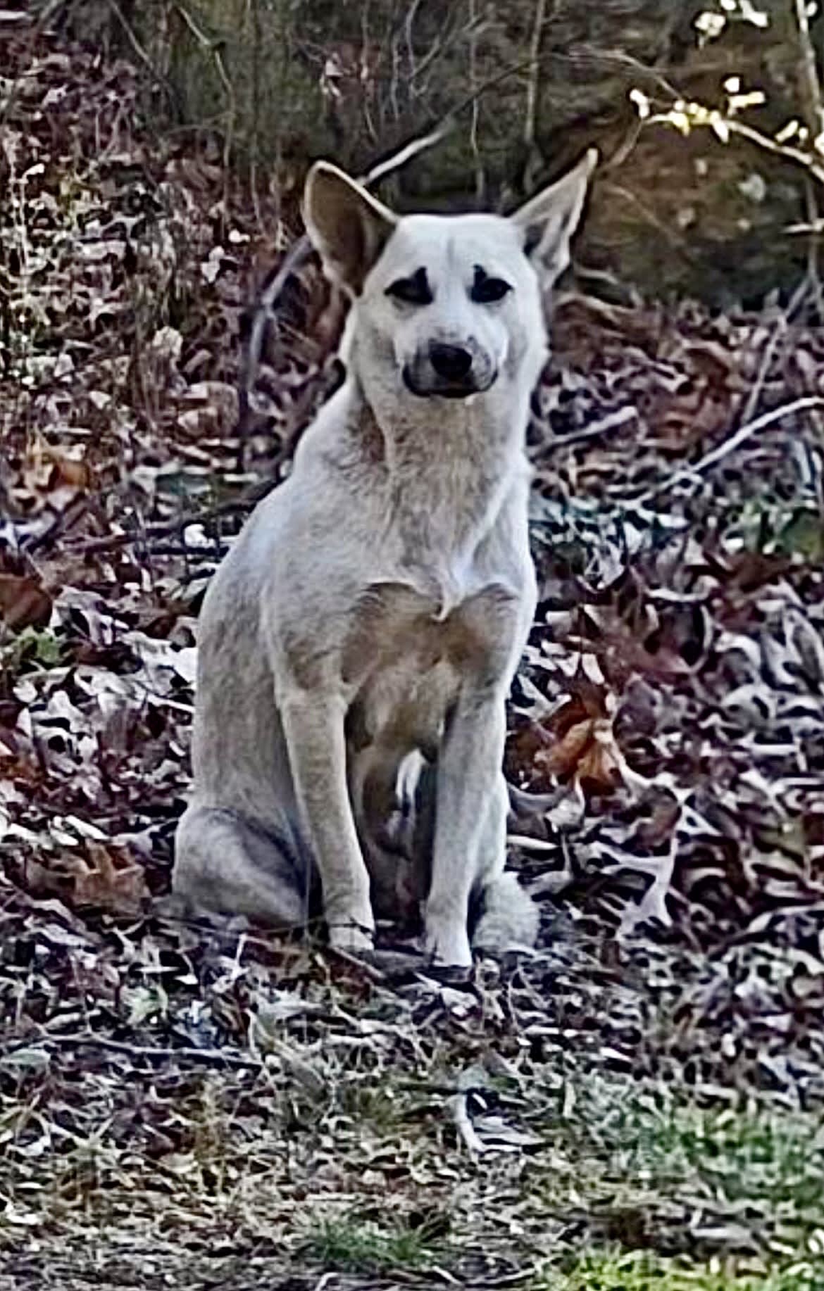 Gracie Gracie