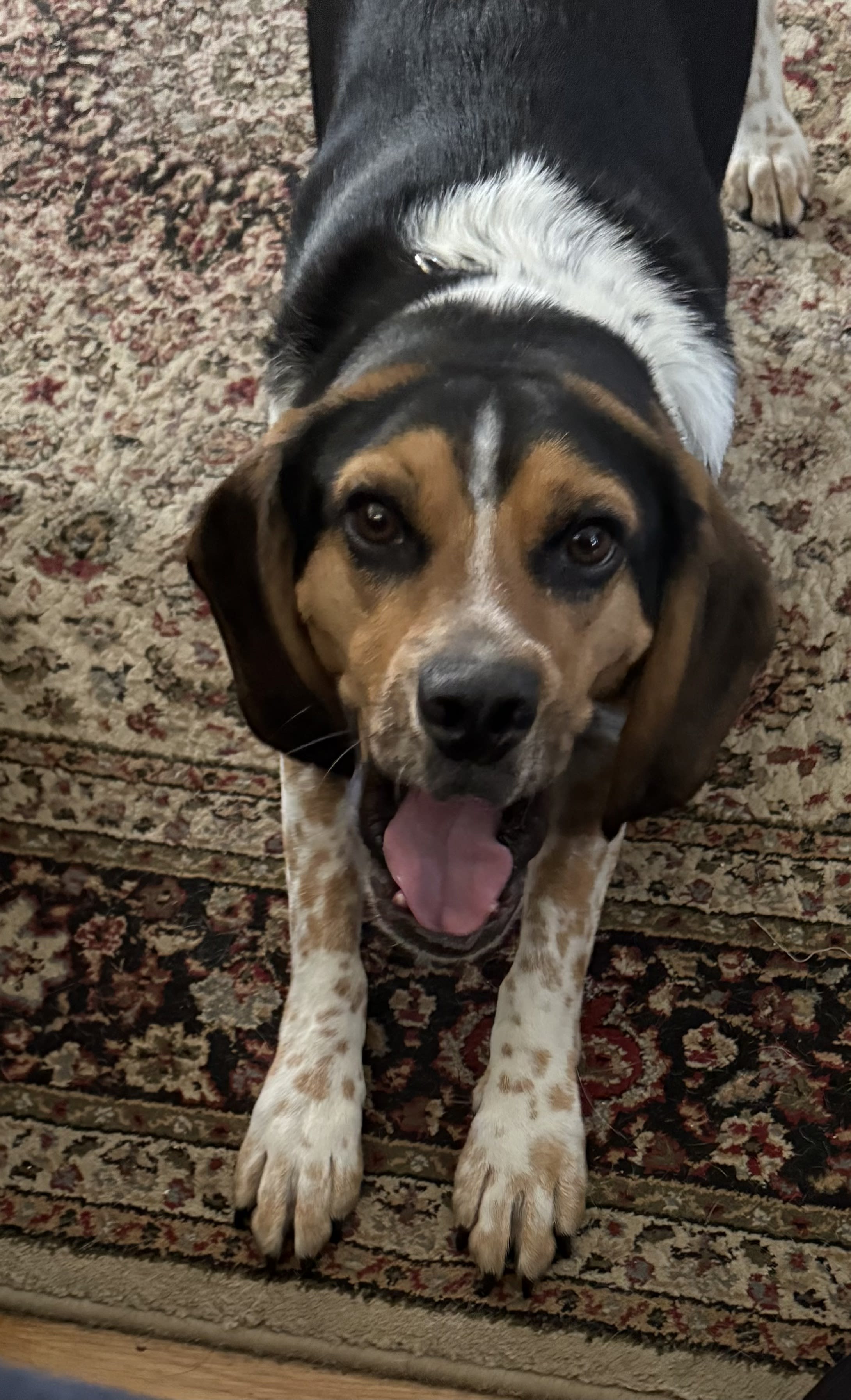 Cooper