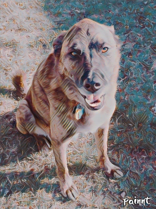 Hank