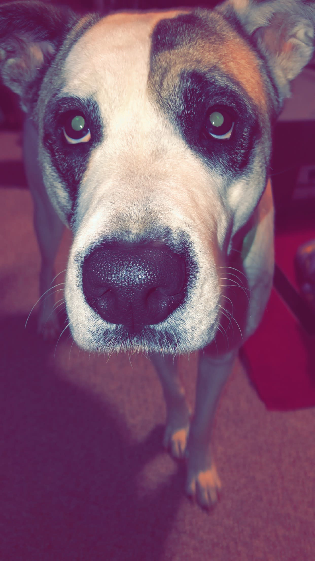 Cami