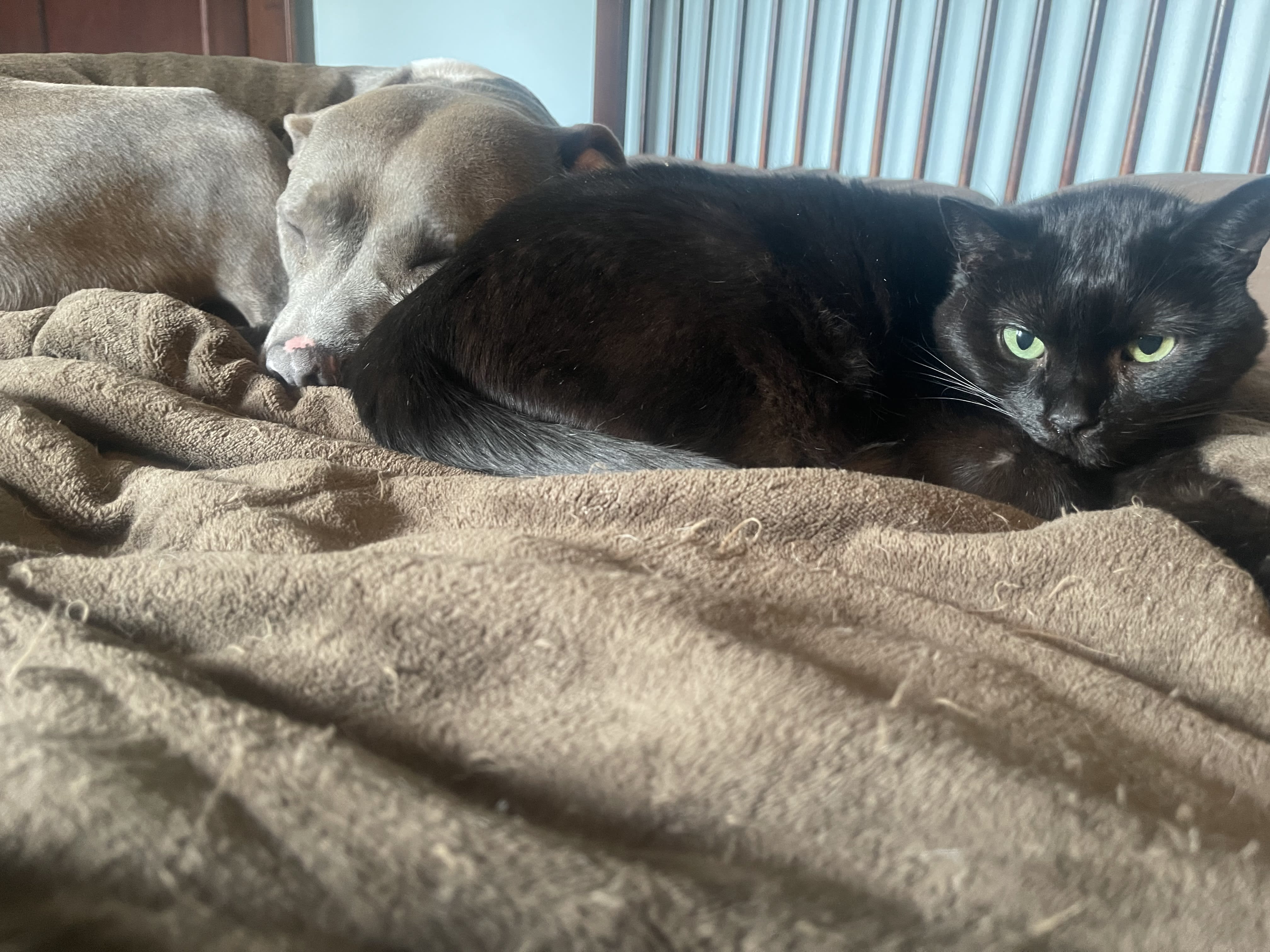 Zyla beans