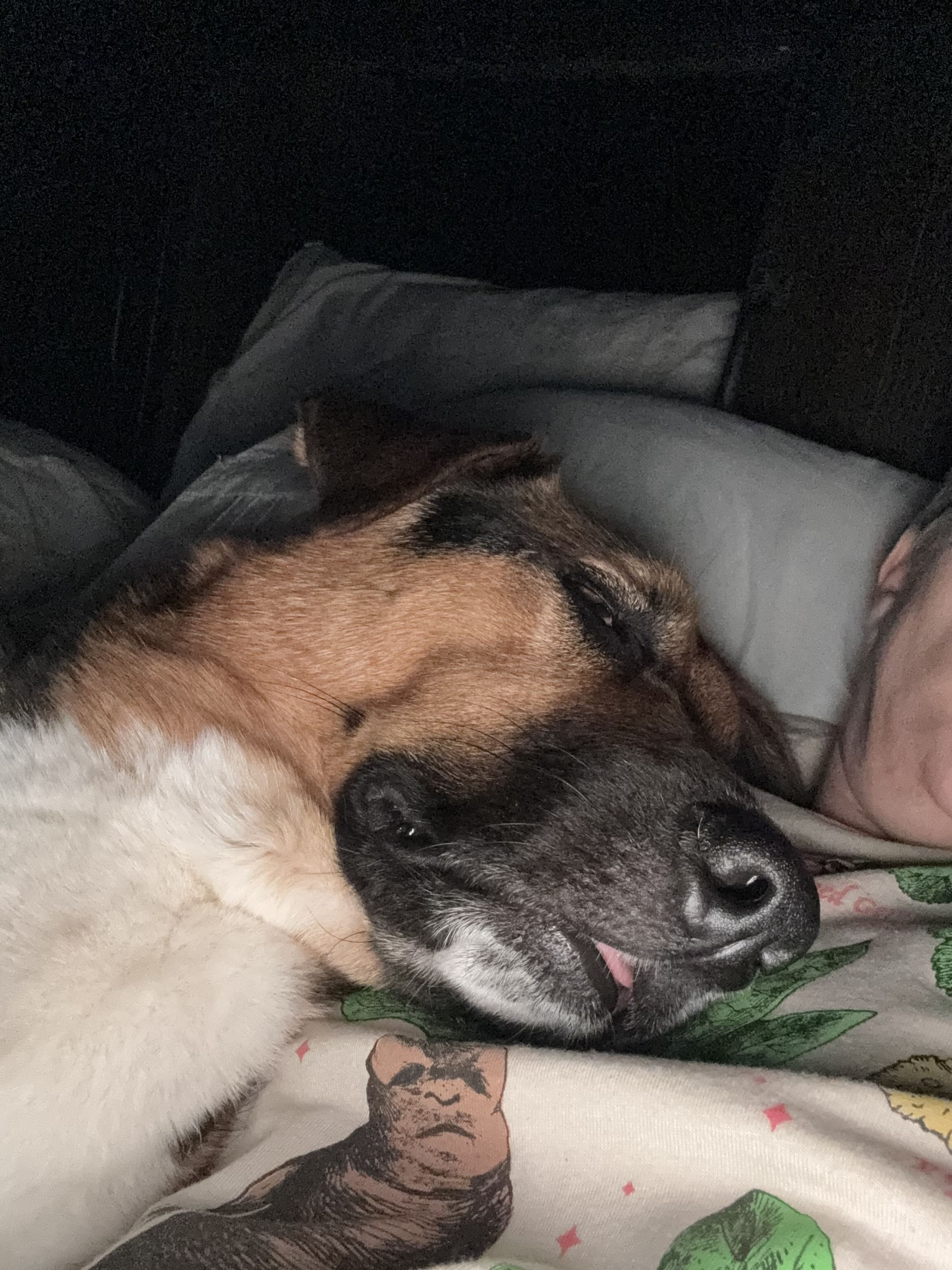 Buddy