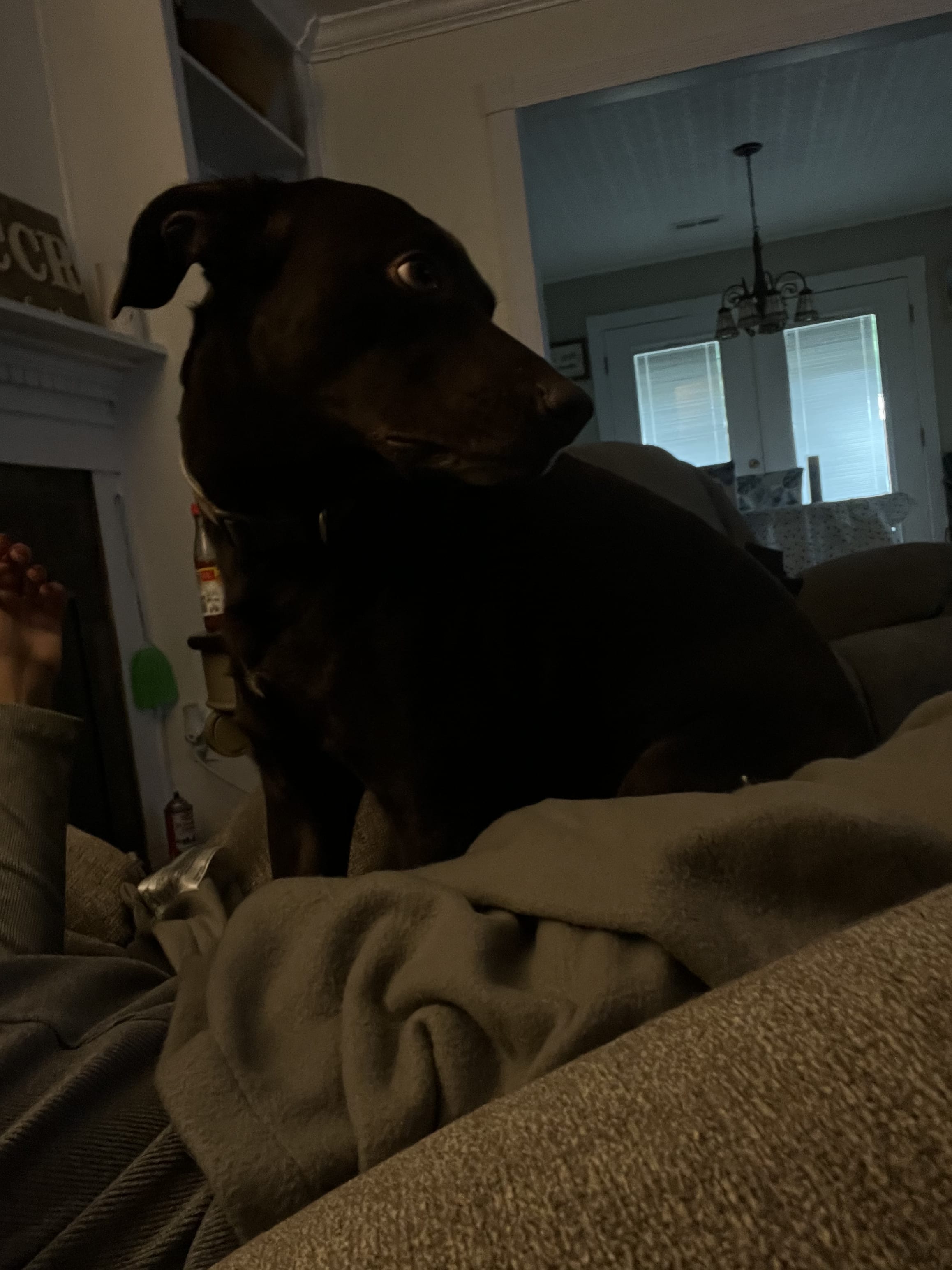 ozzie