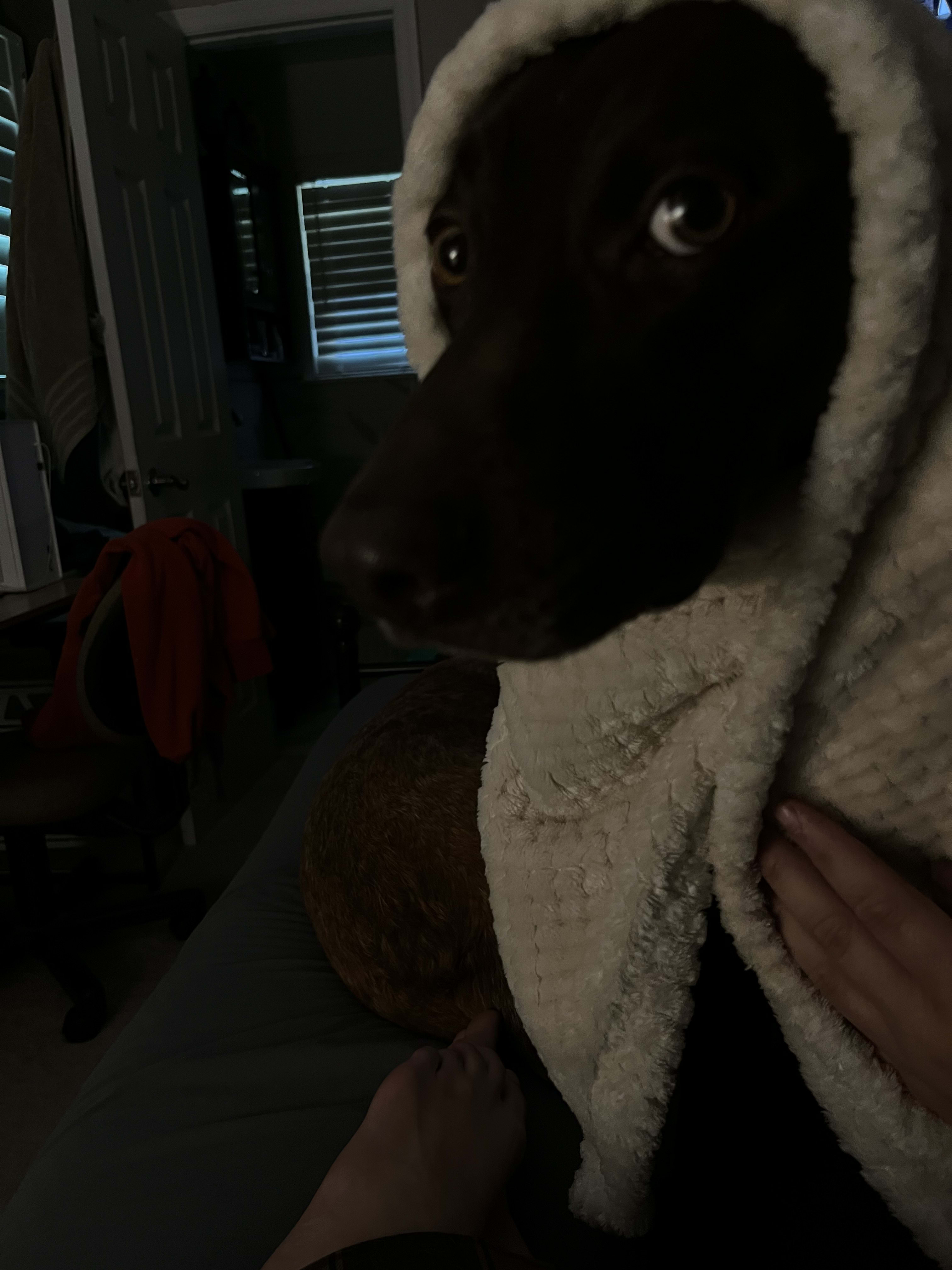 ozzie