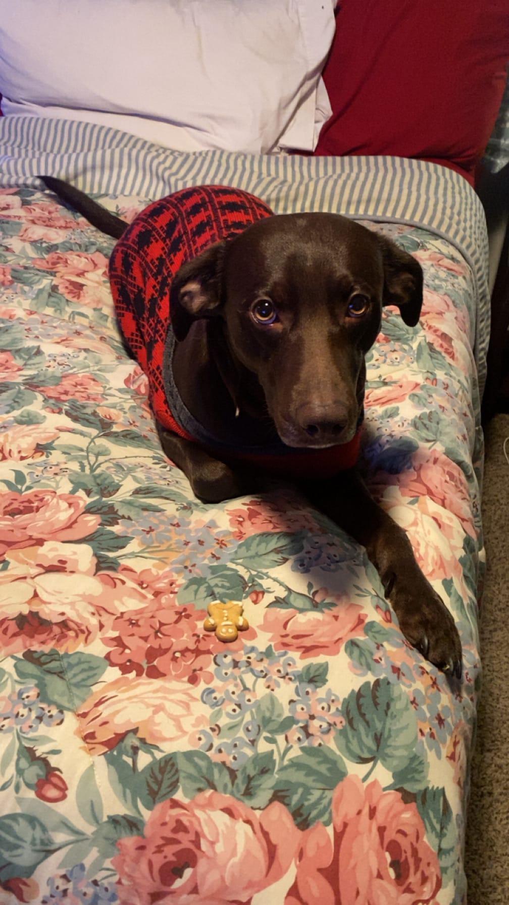 ozzie