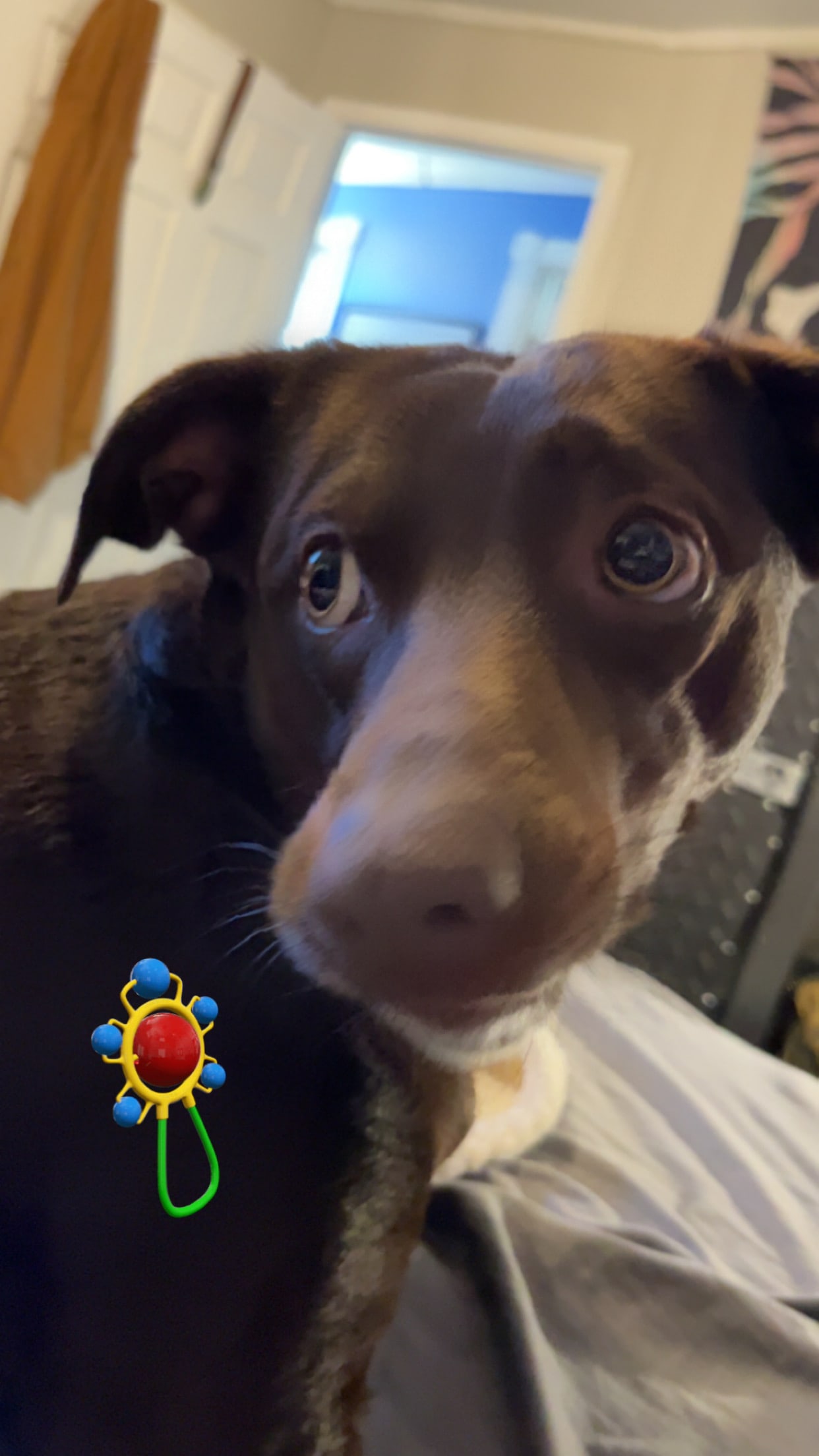 ozzie