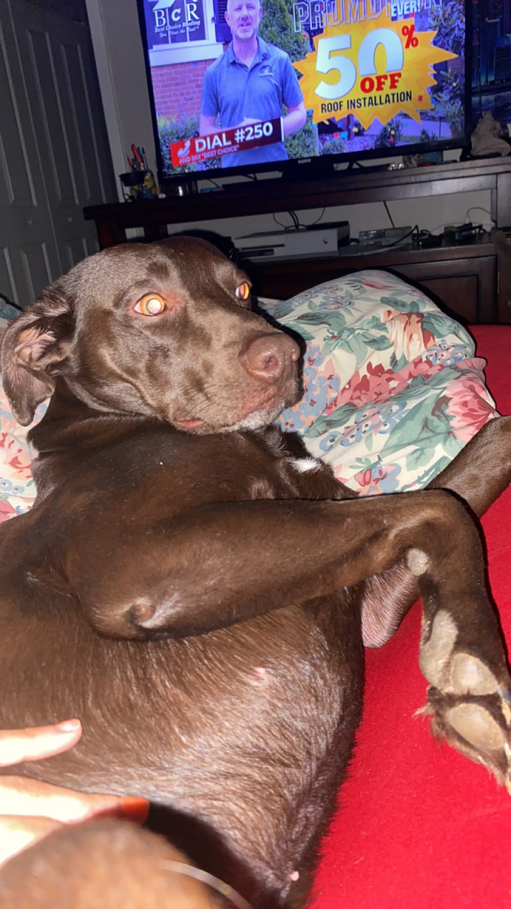 ozzie
