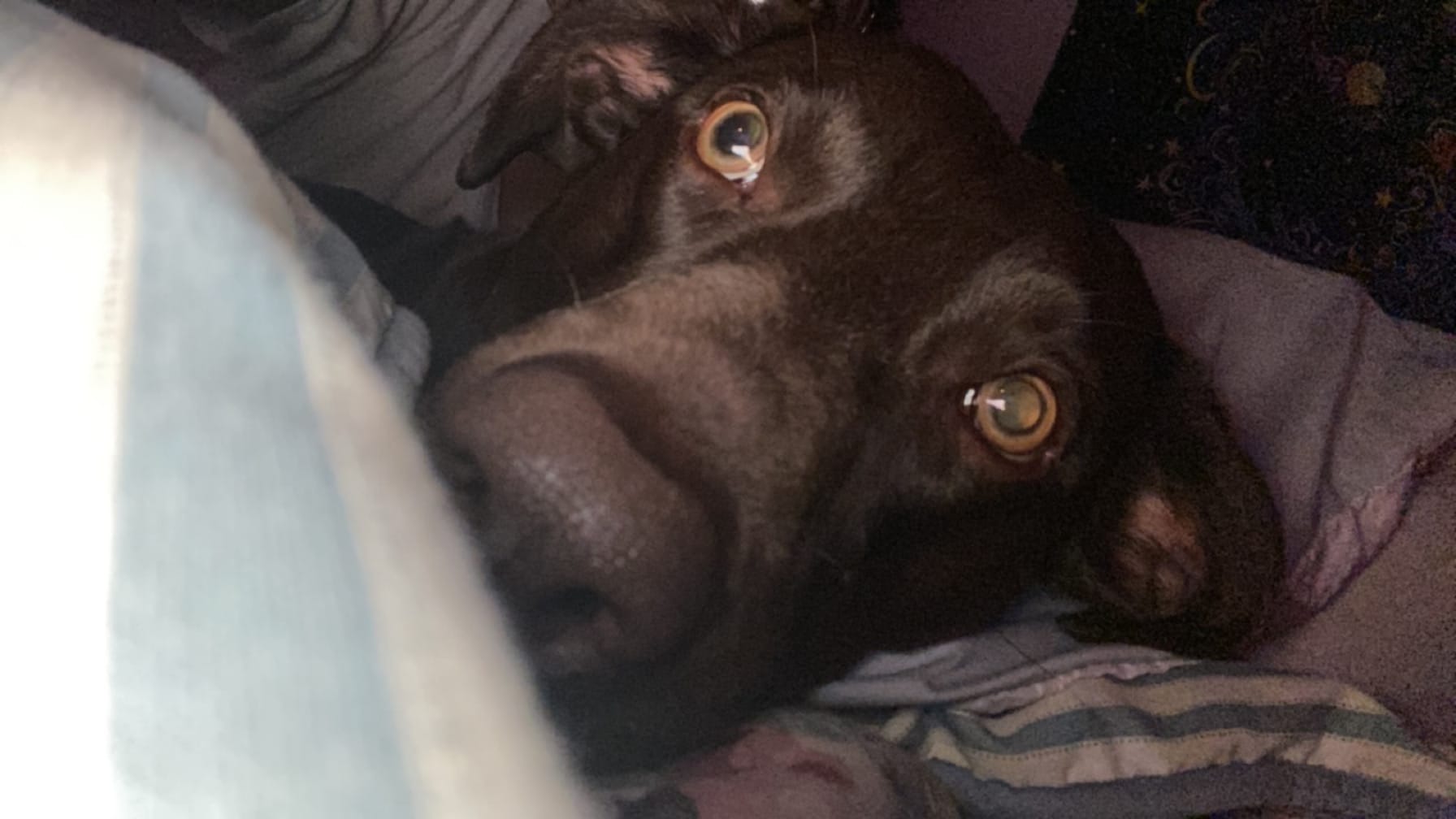 ozzie
