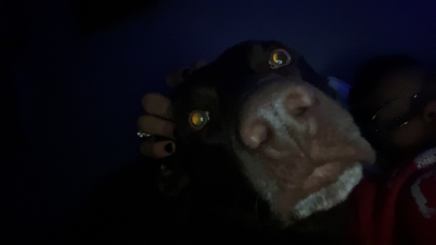 ozzie