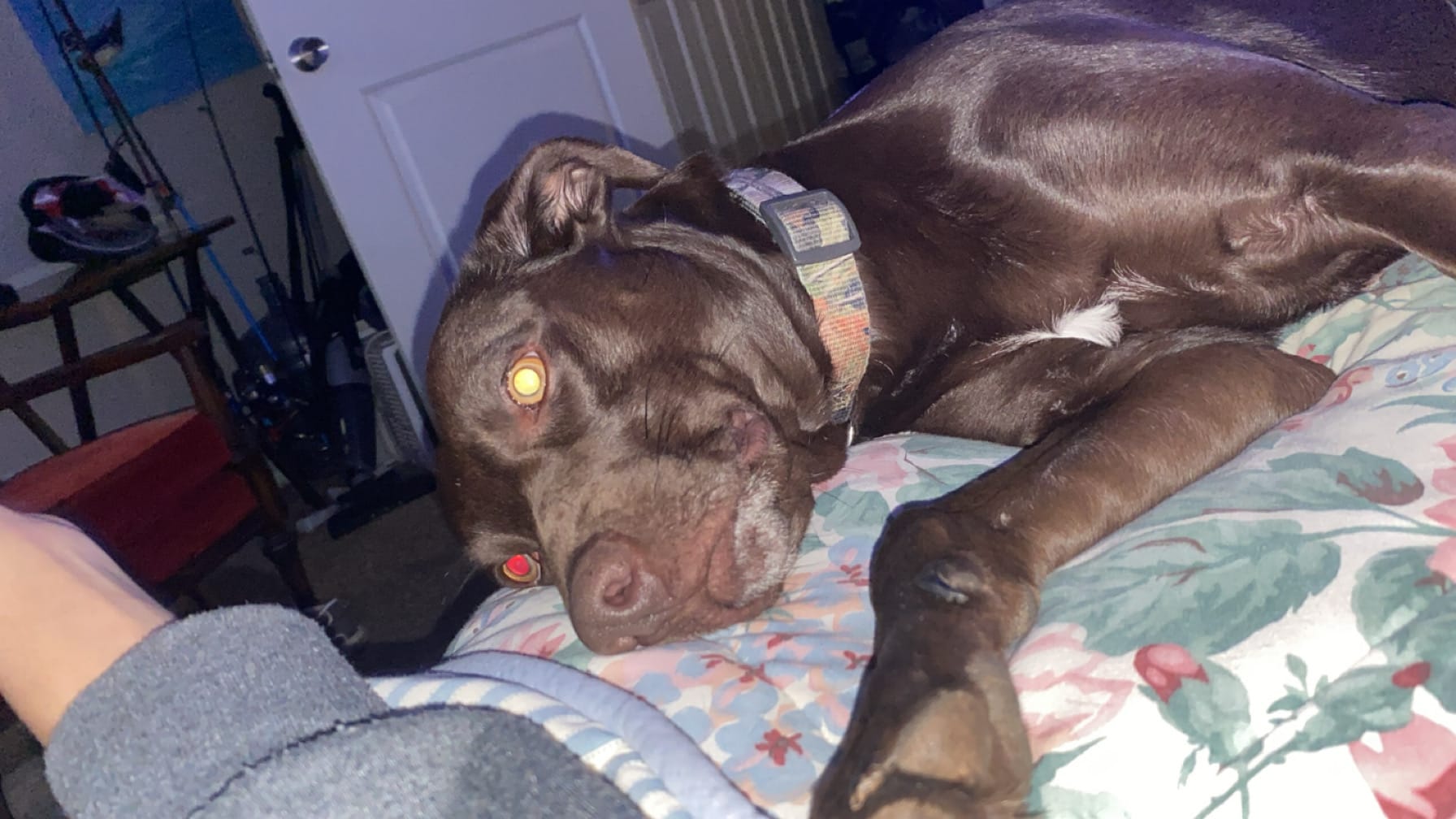 ozzie
