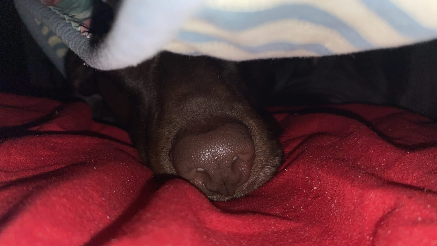 ozzie