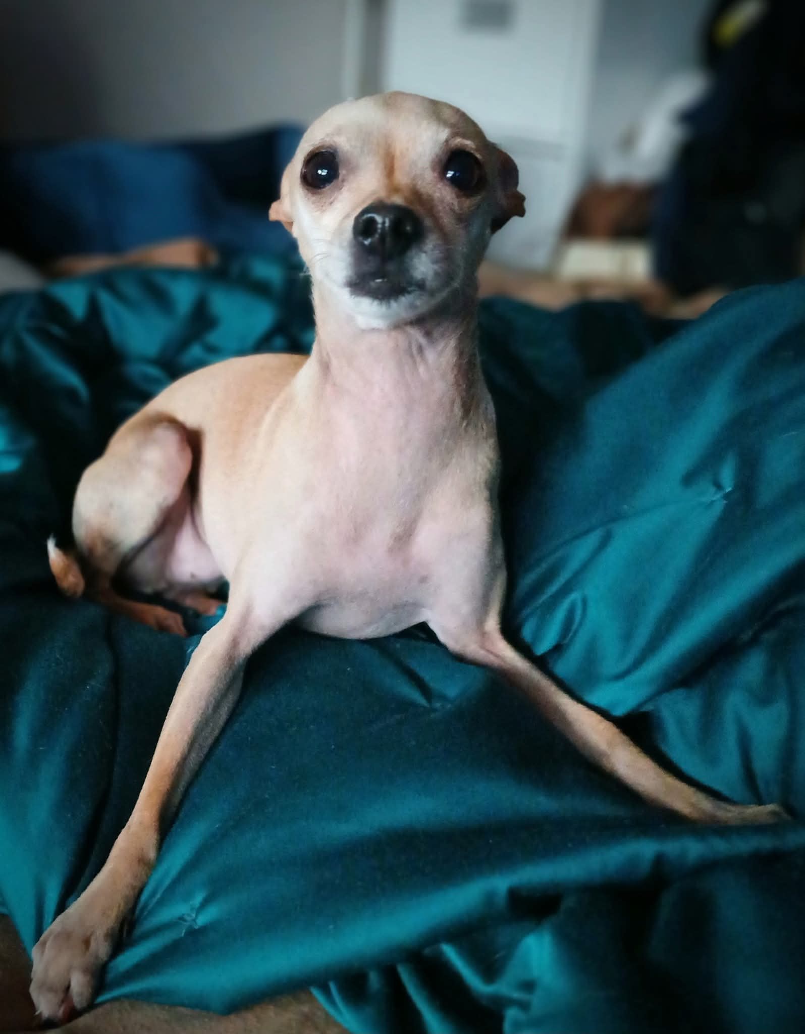 Jolie