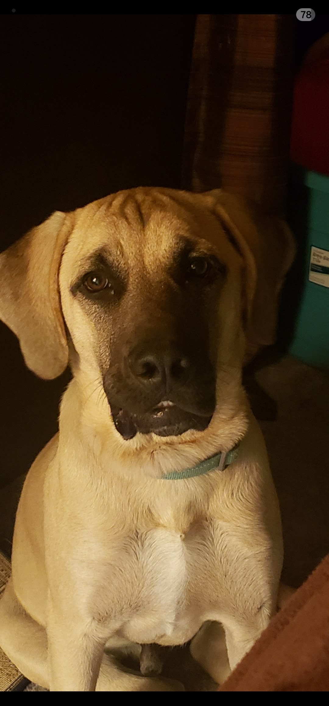 Apollo