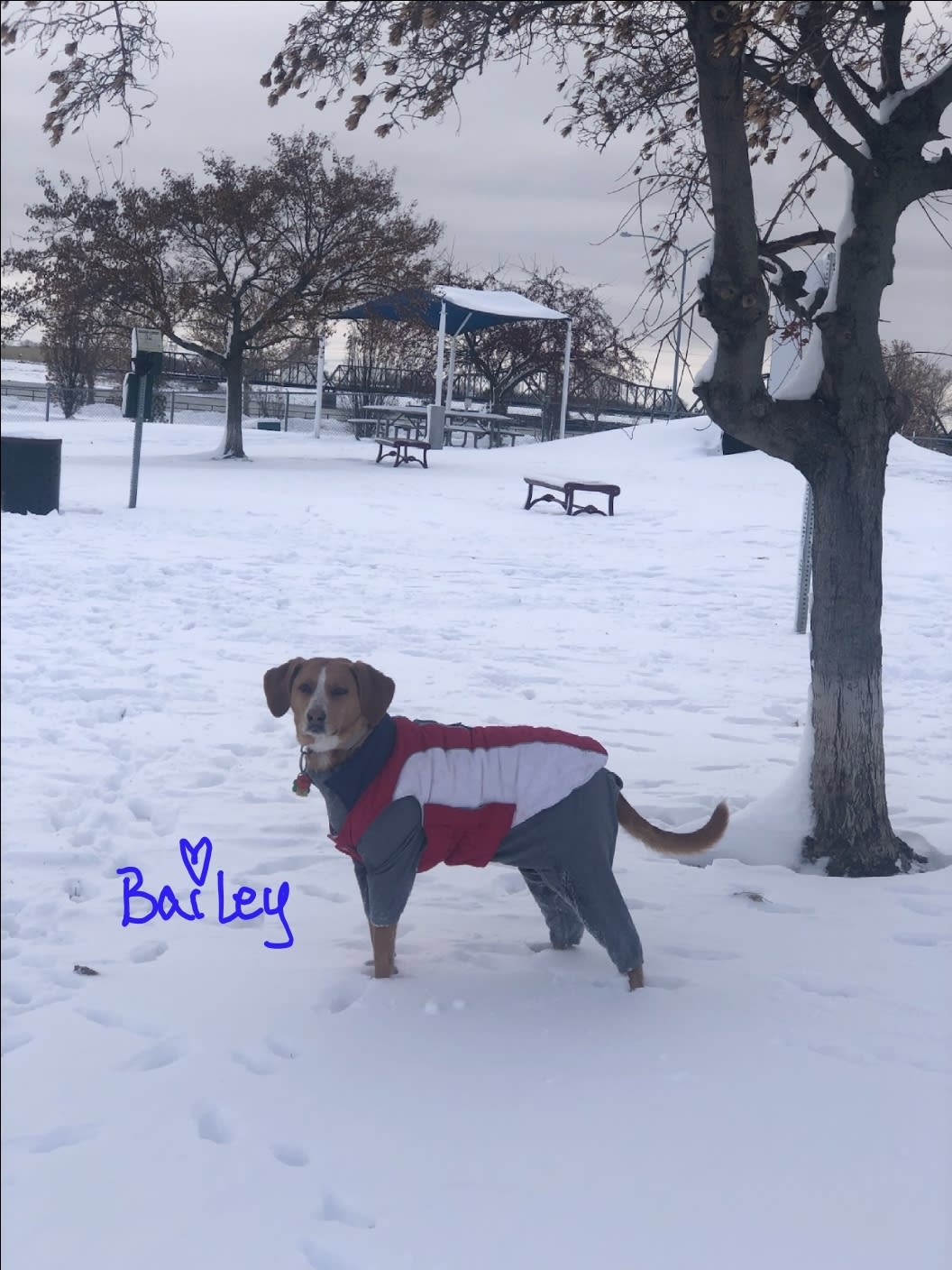 Bailey Bailey