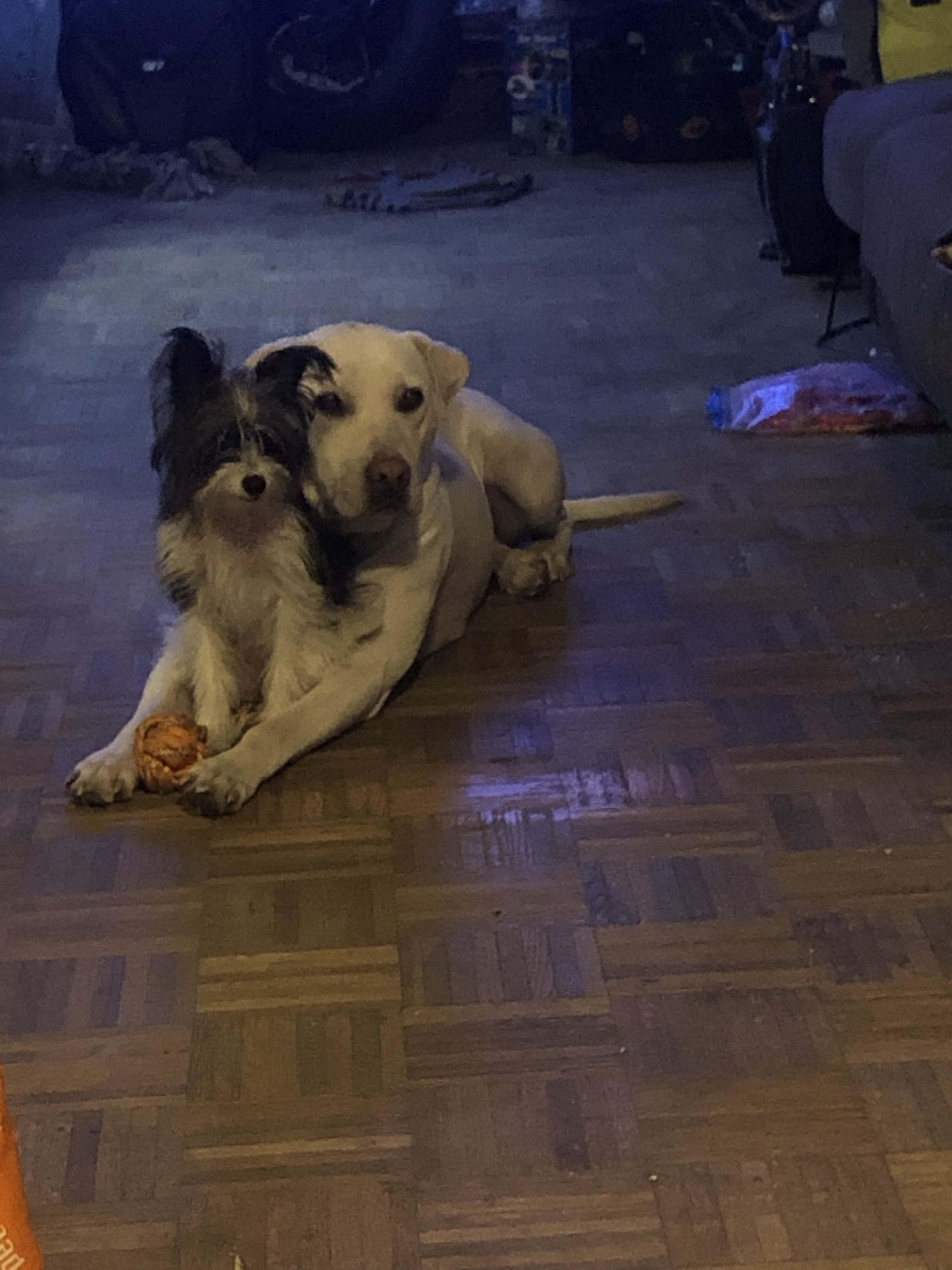 Buddy