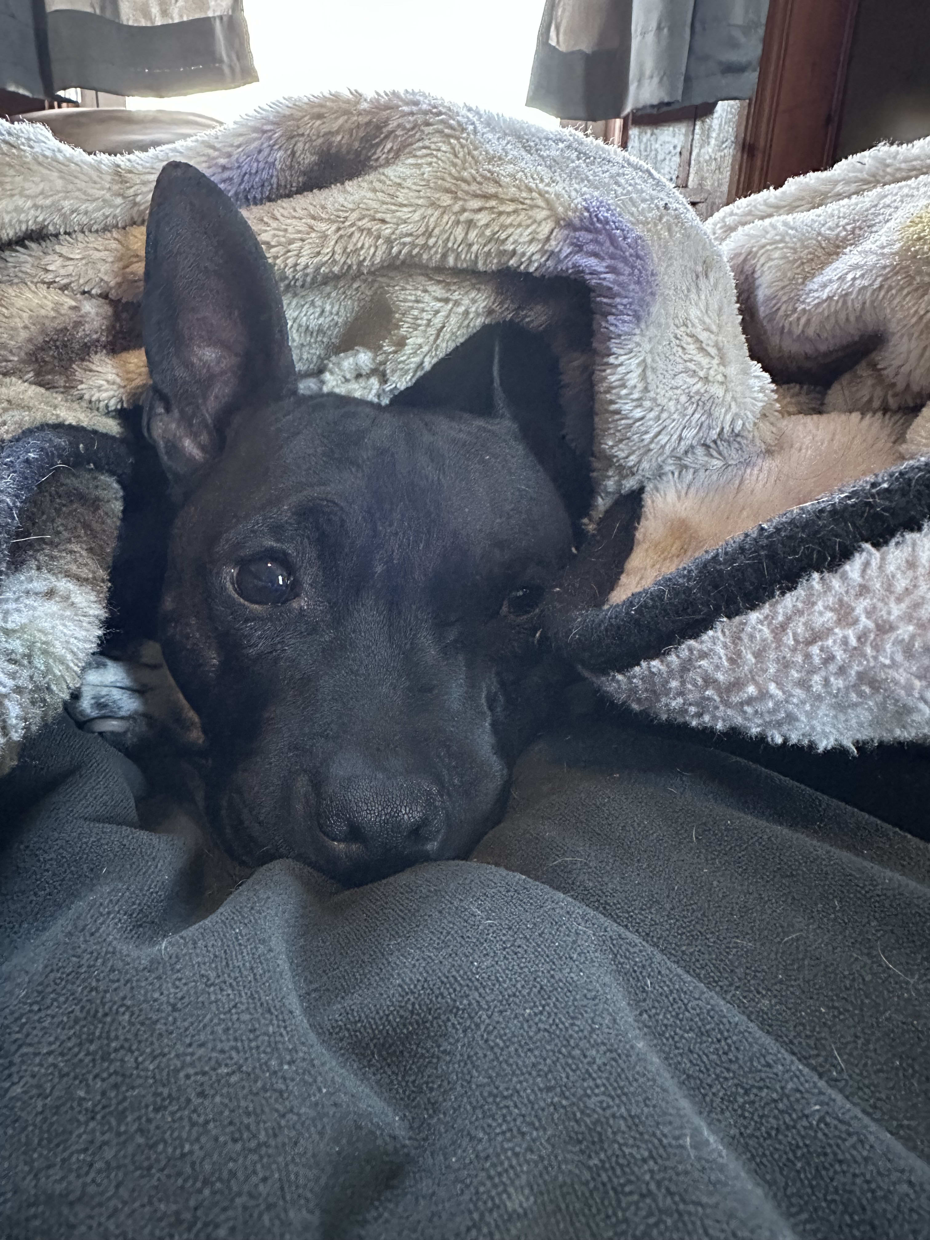 Draco
