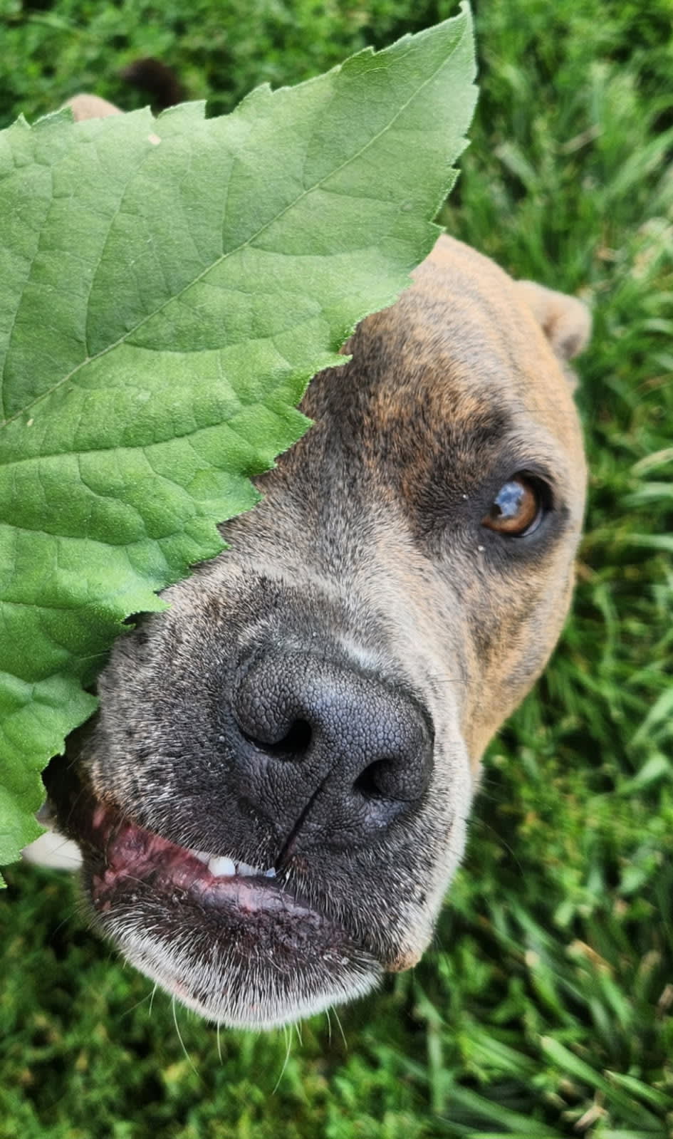 Sampson