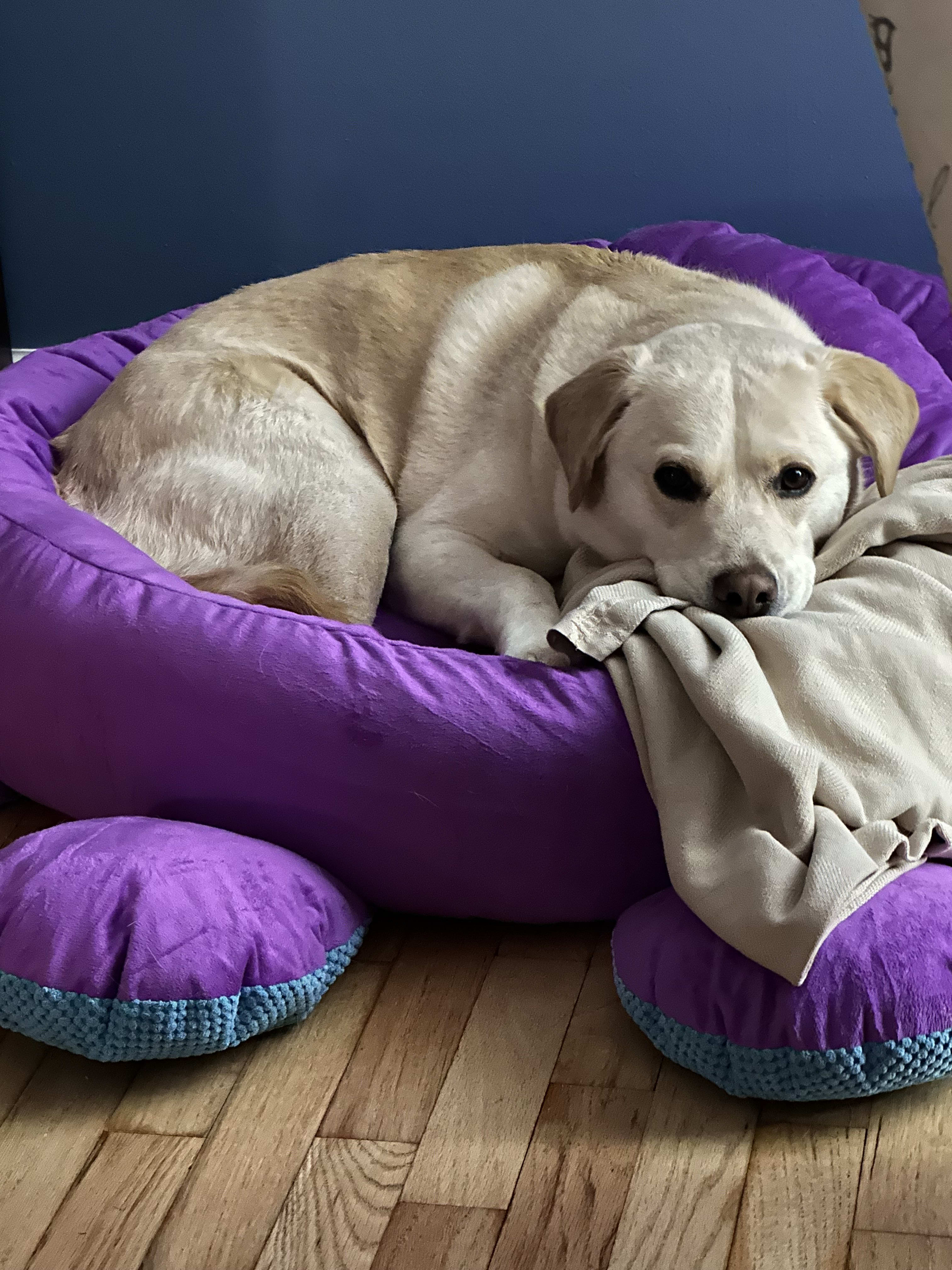 Gracie