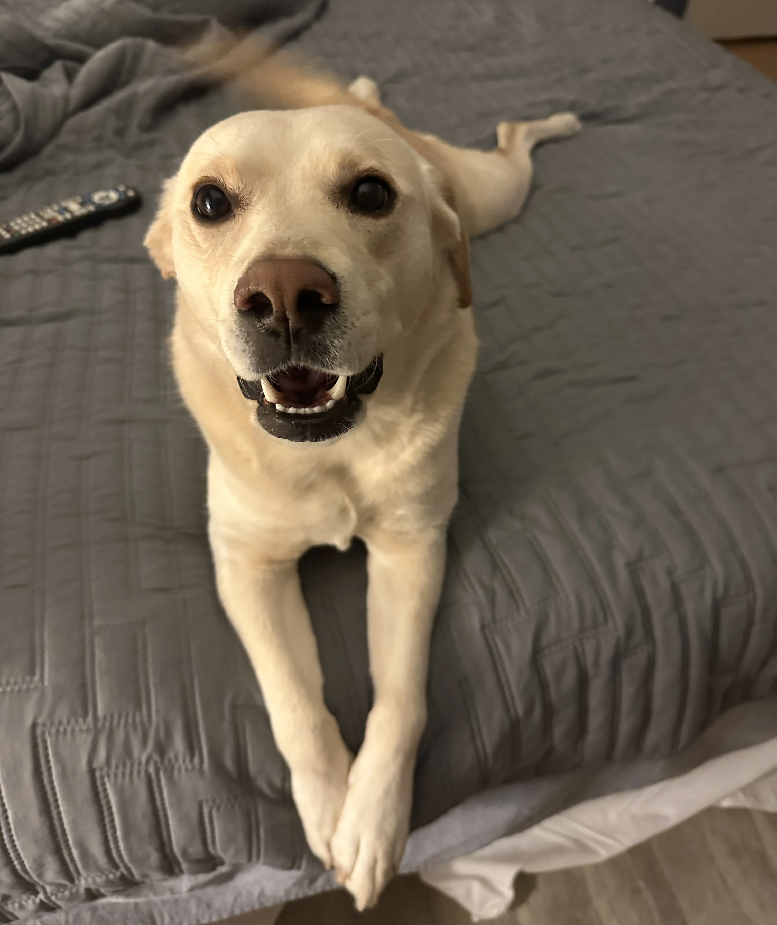 Gracie