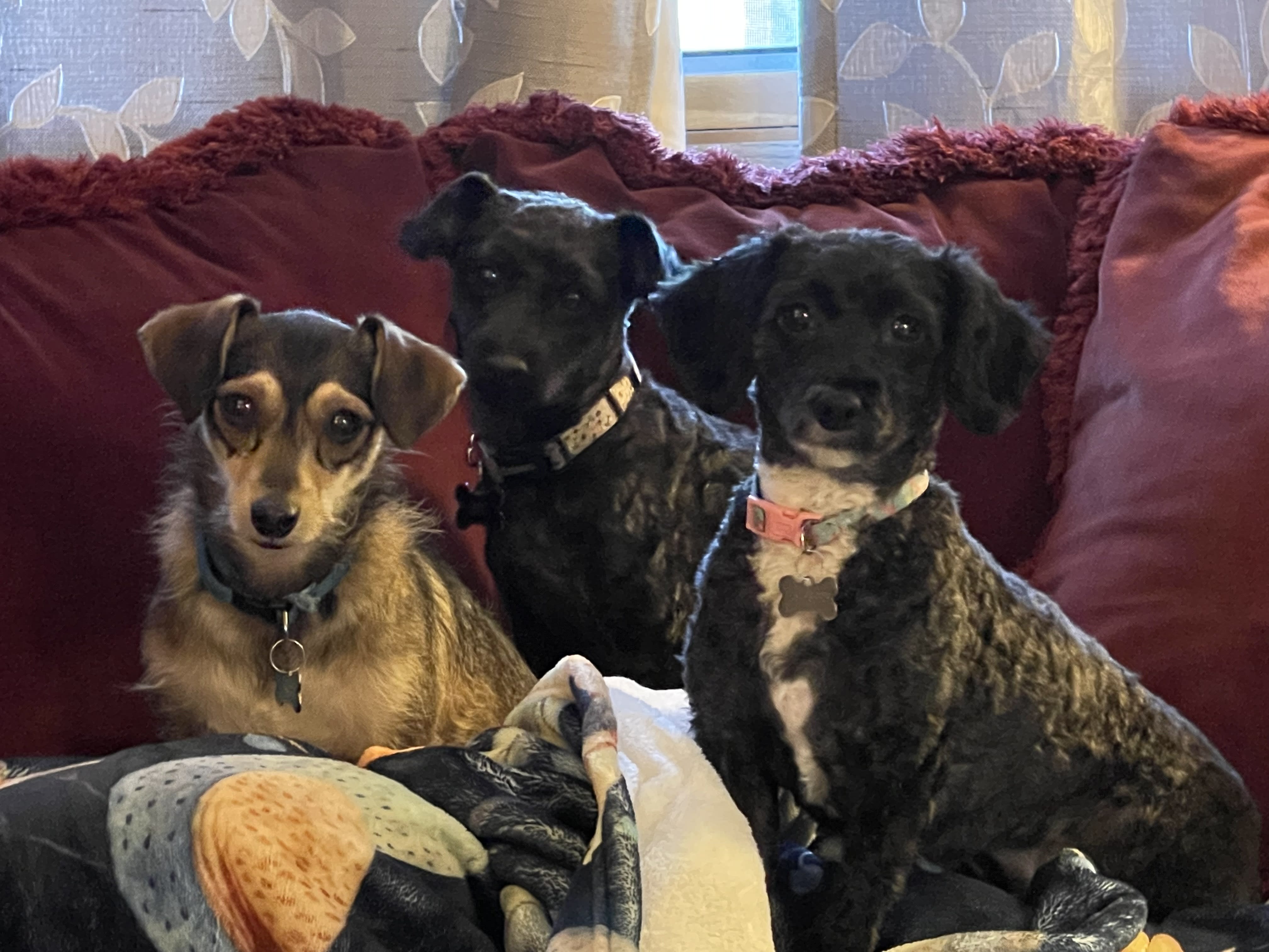 Arlo_Ellie