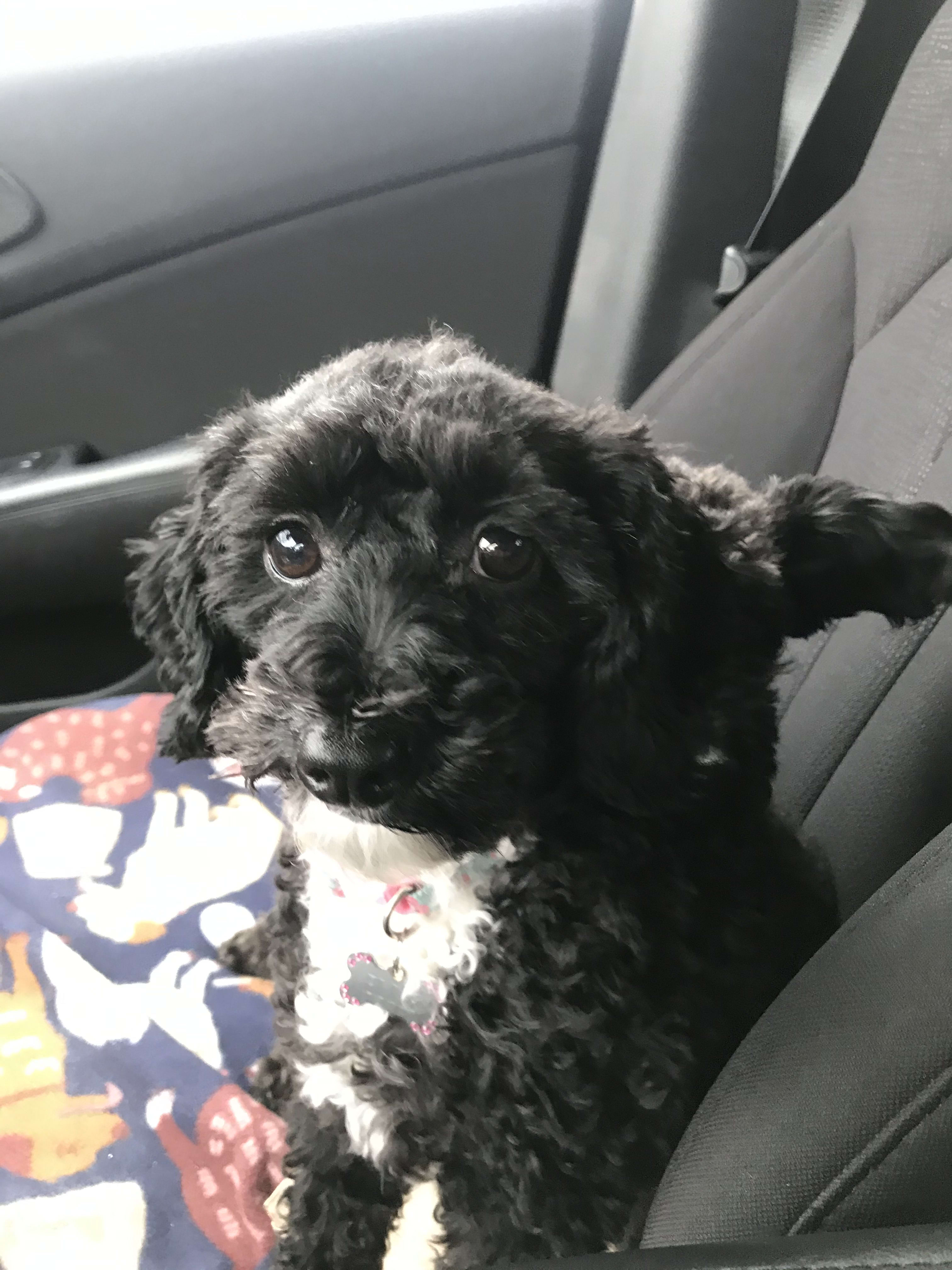 Arlo_Ellie