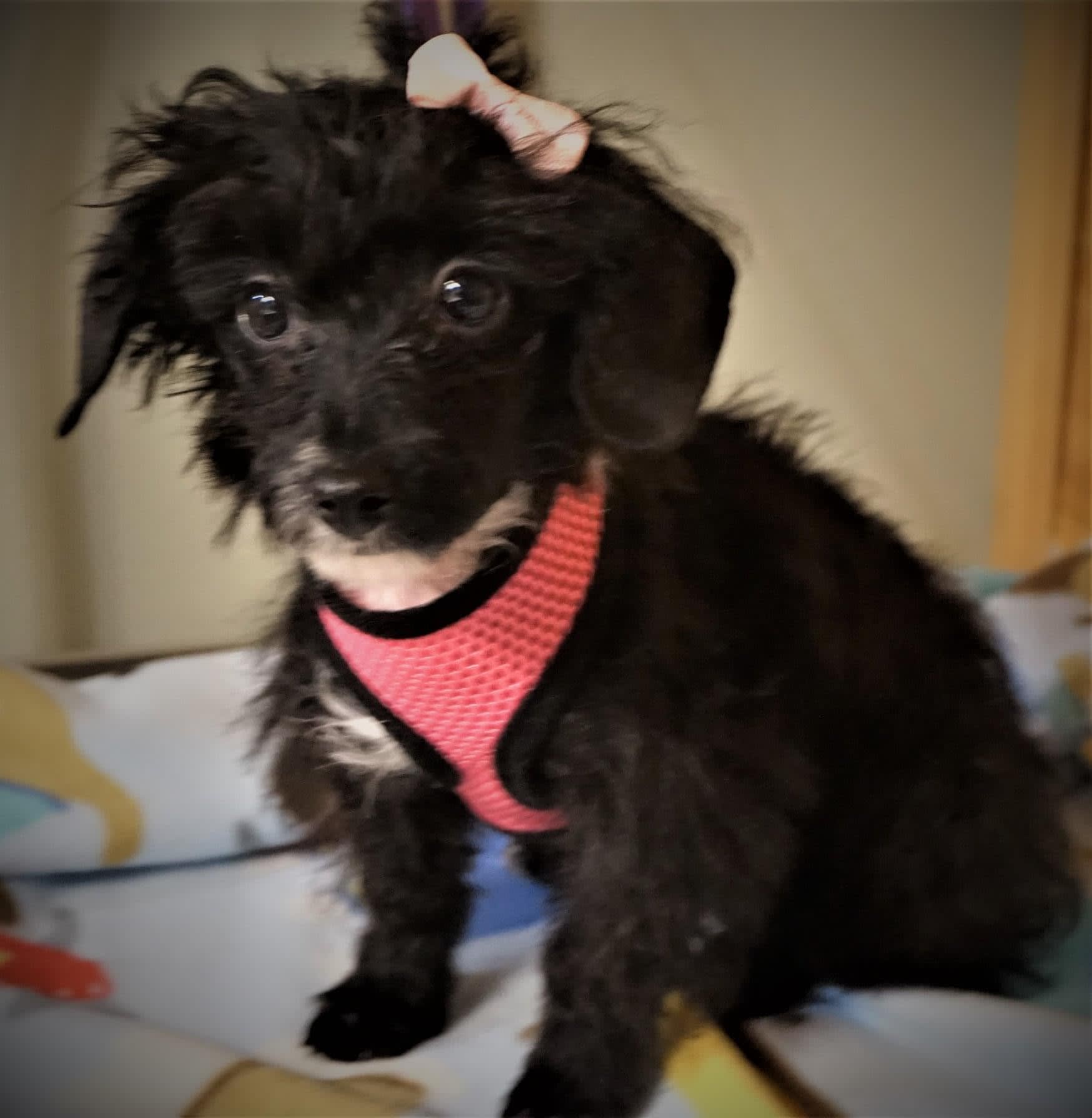Arlo_Ellie