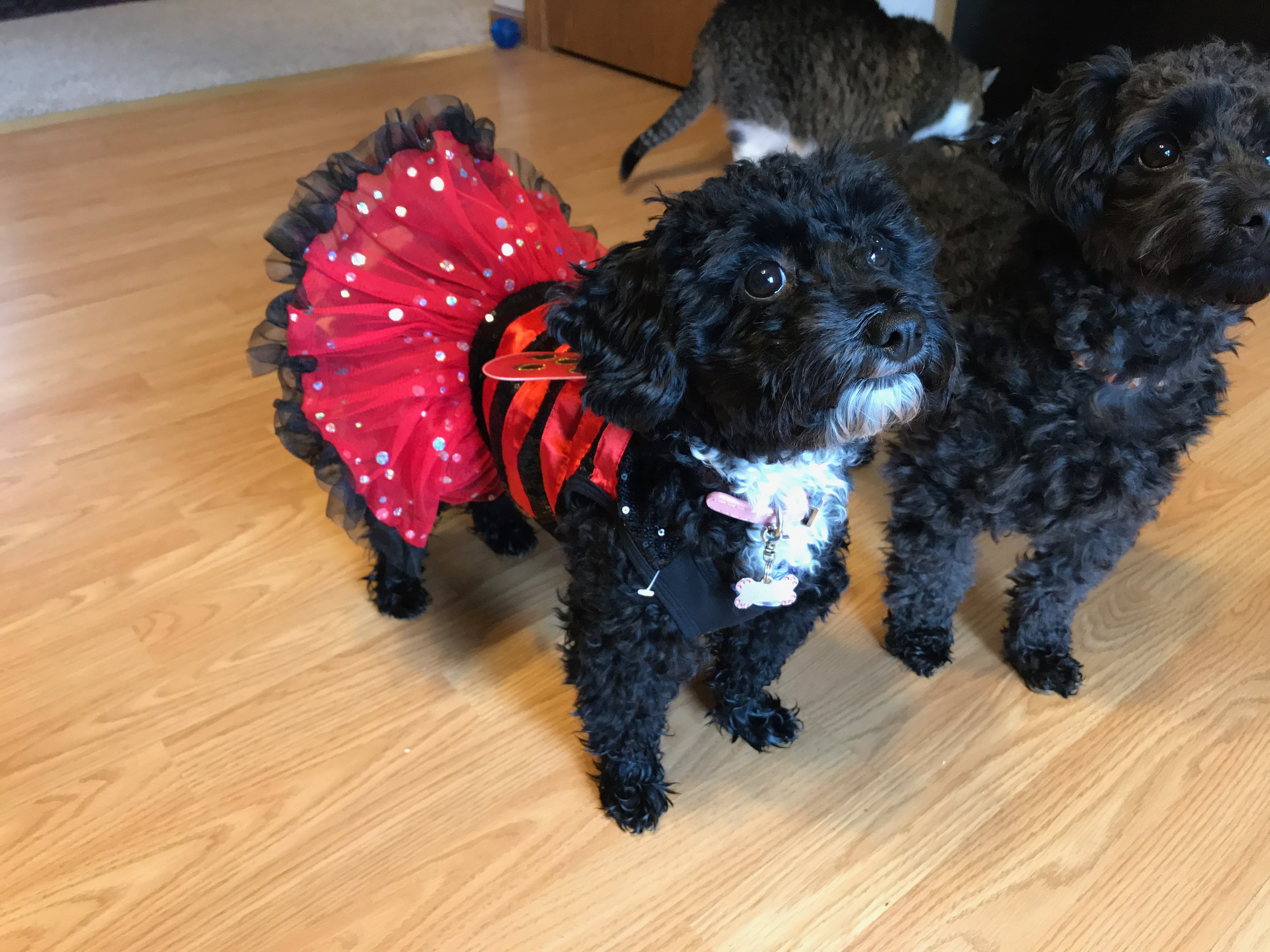 Arlo_Ellie