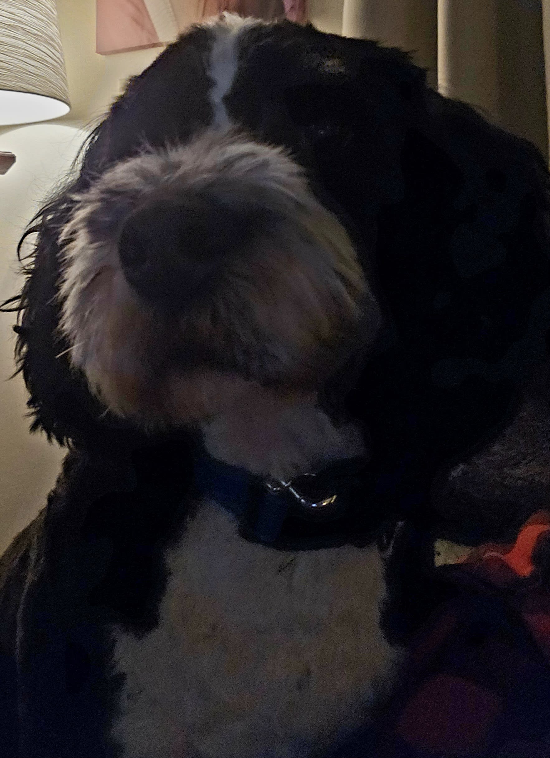 Ollie
