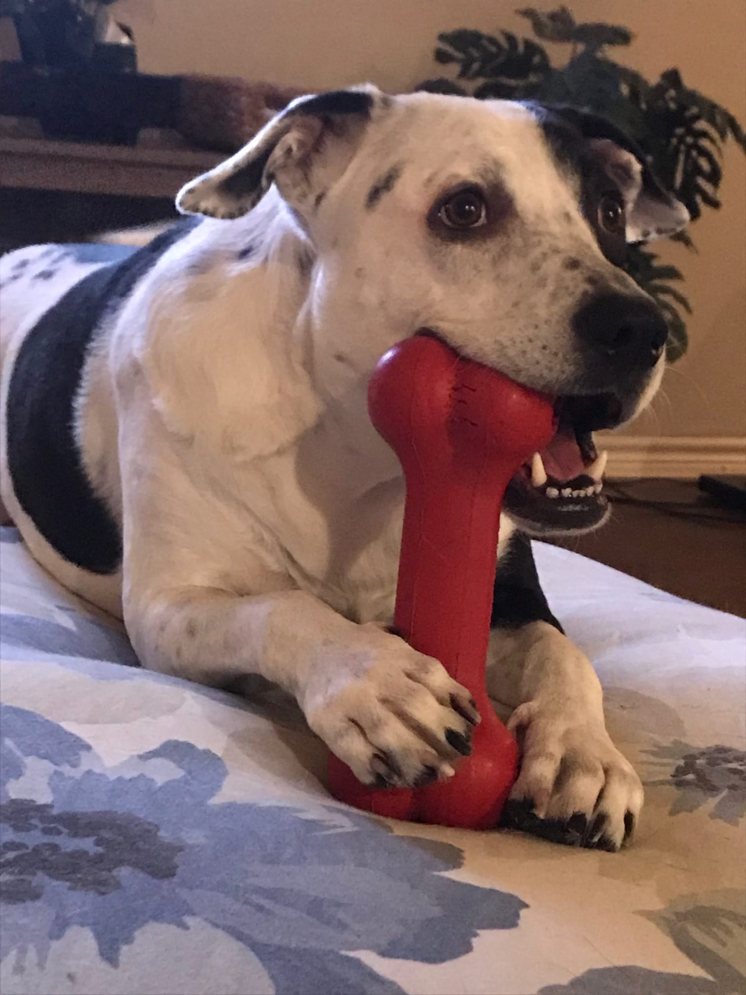 DaisyMae