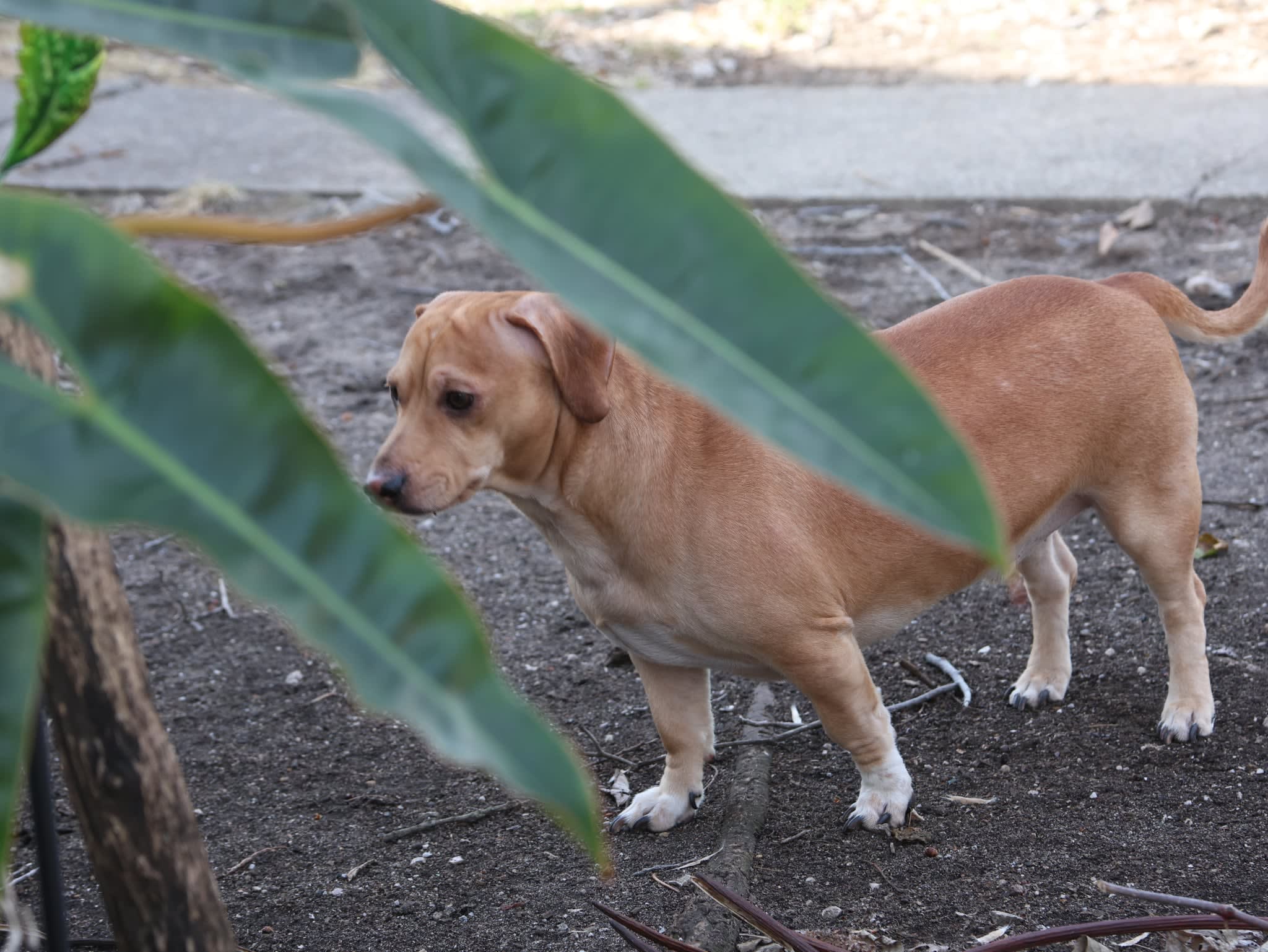 Buddy