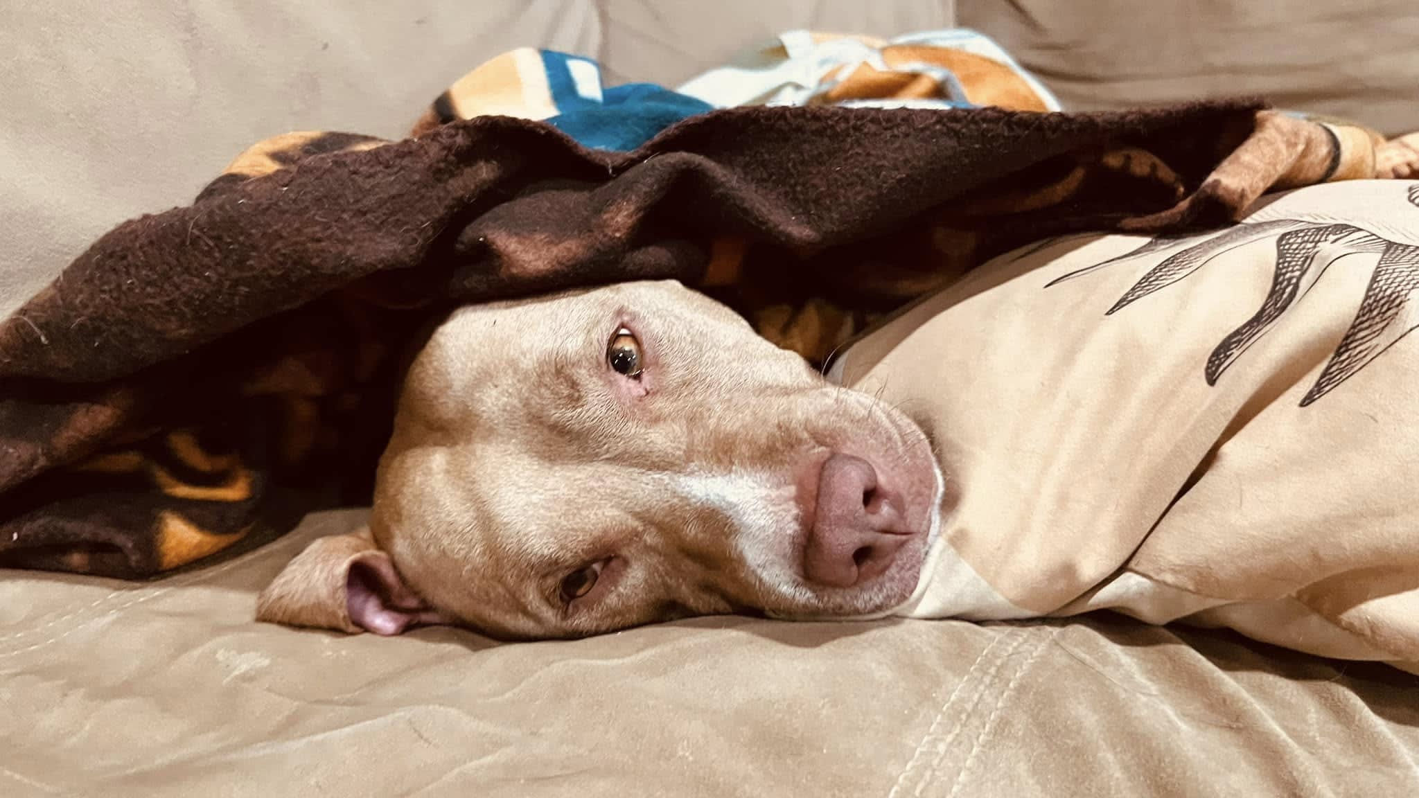 Remi Remi