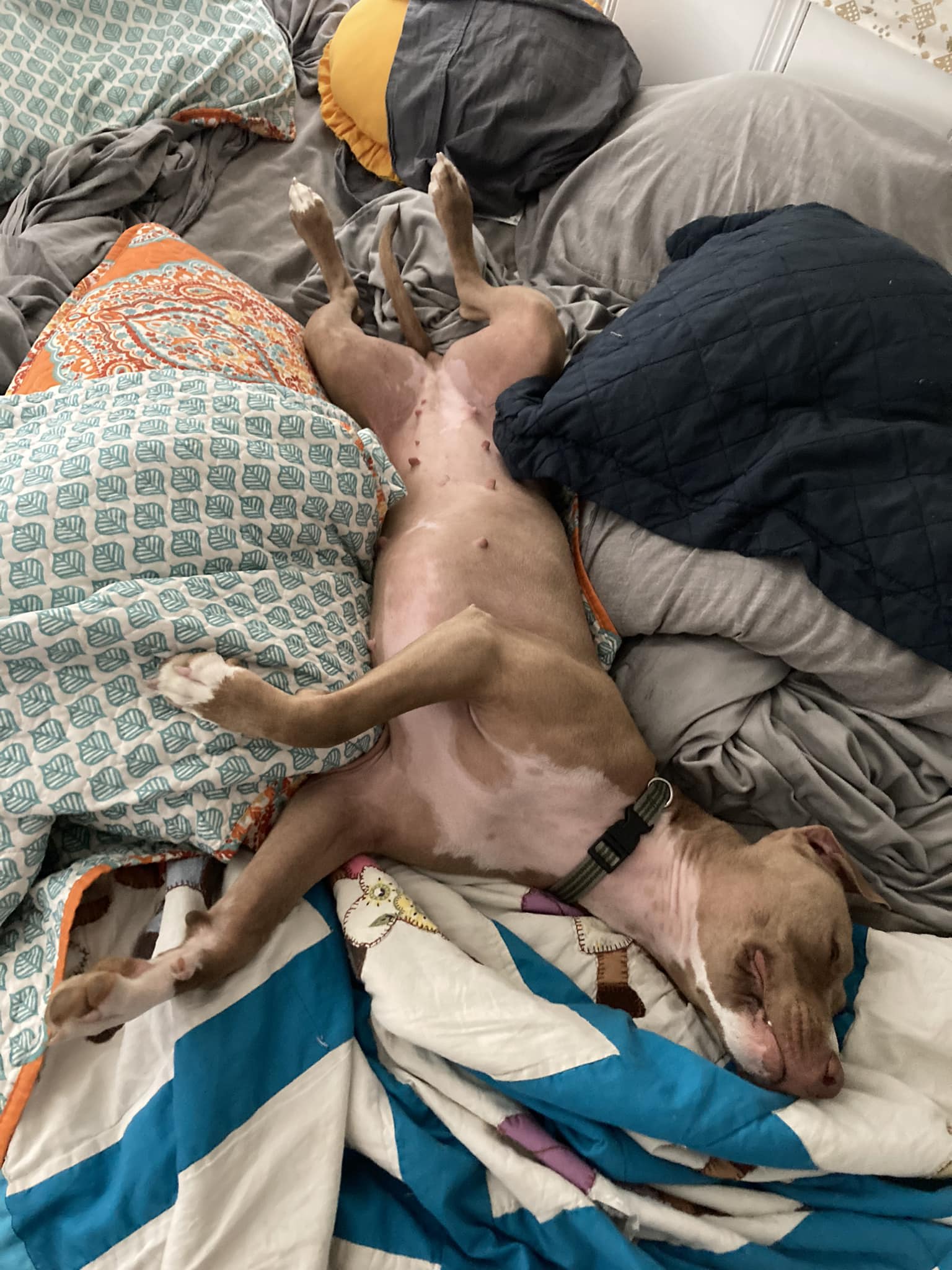 Remi Remi