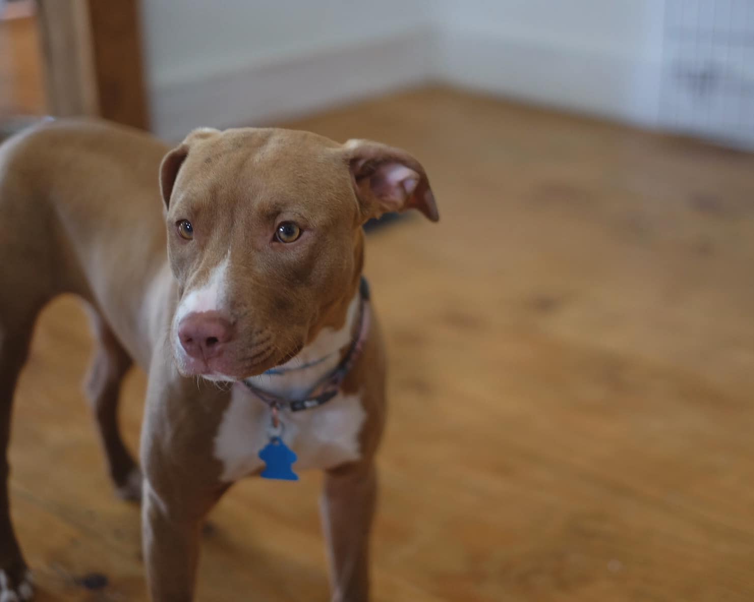 Remi Remi