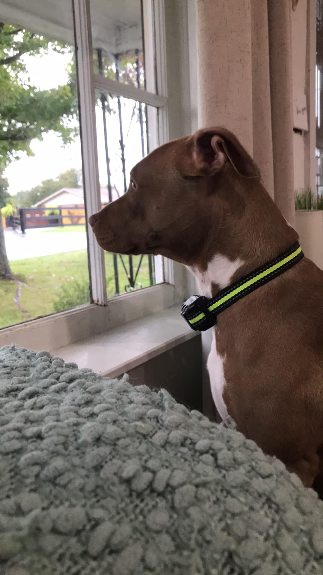 Remi Remi