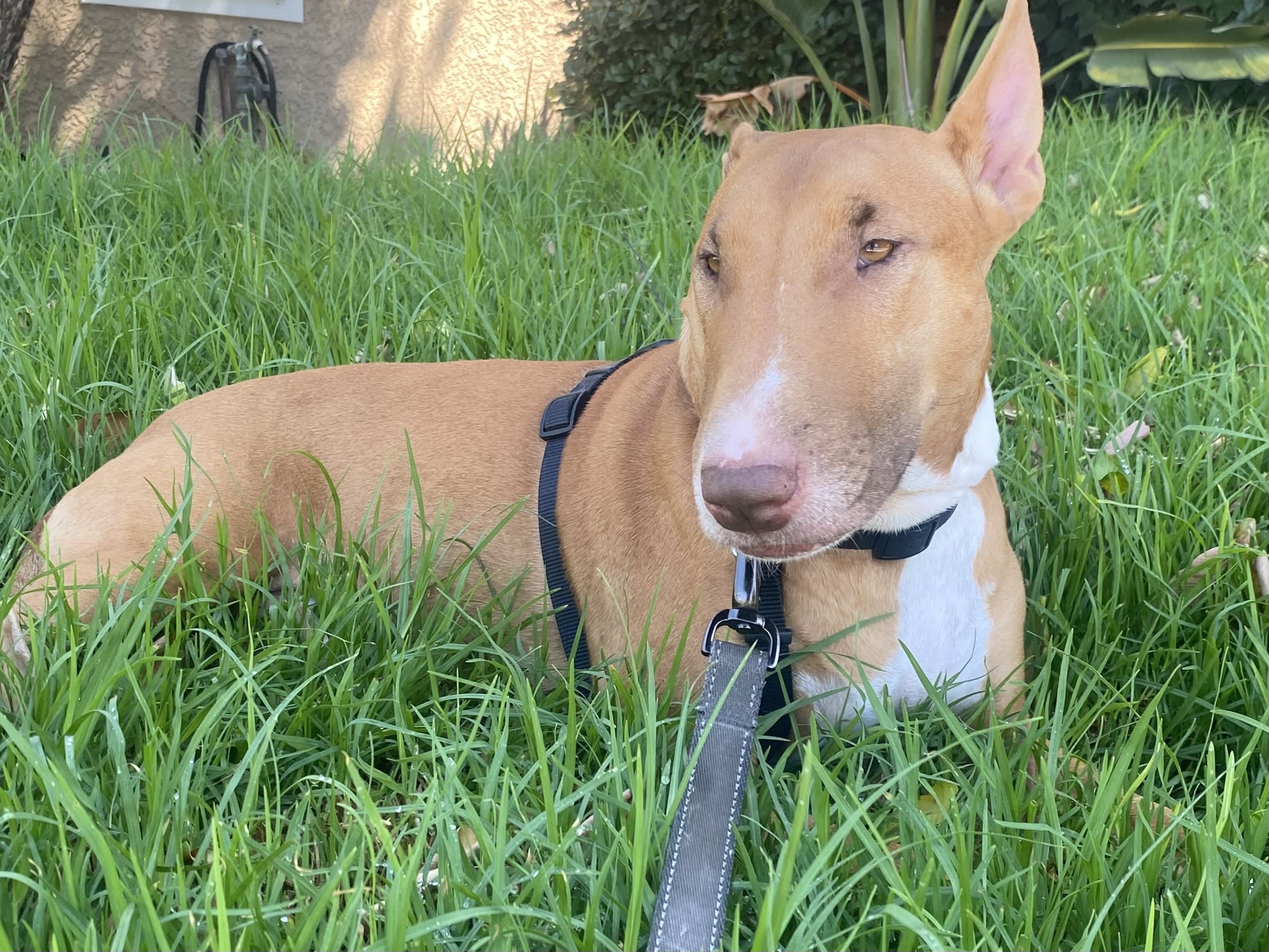 Tyson