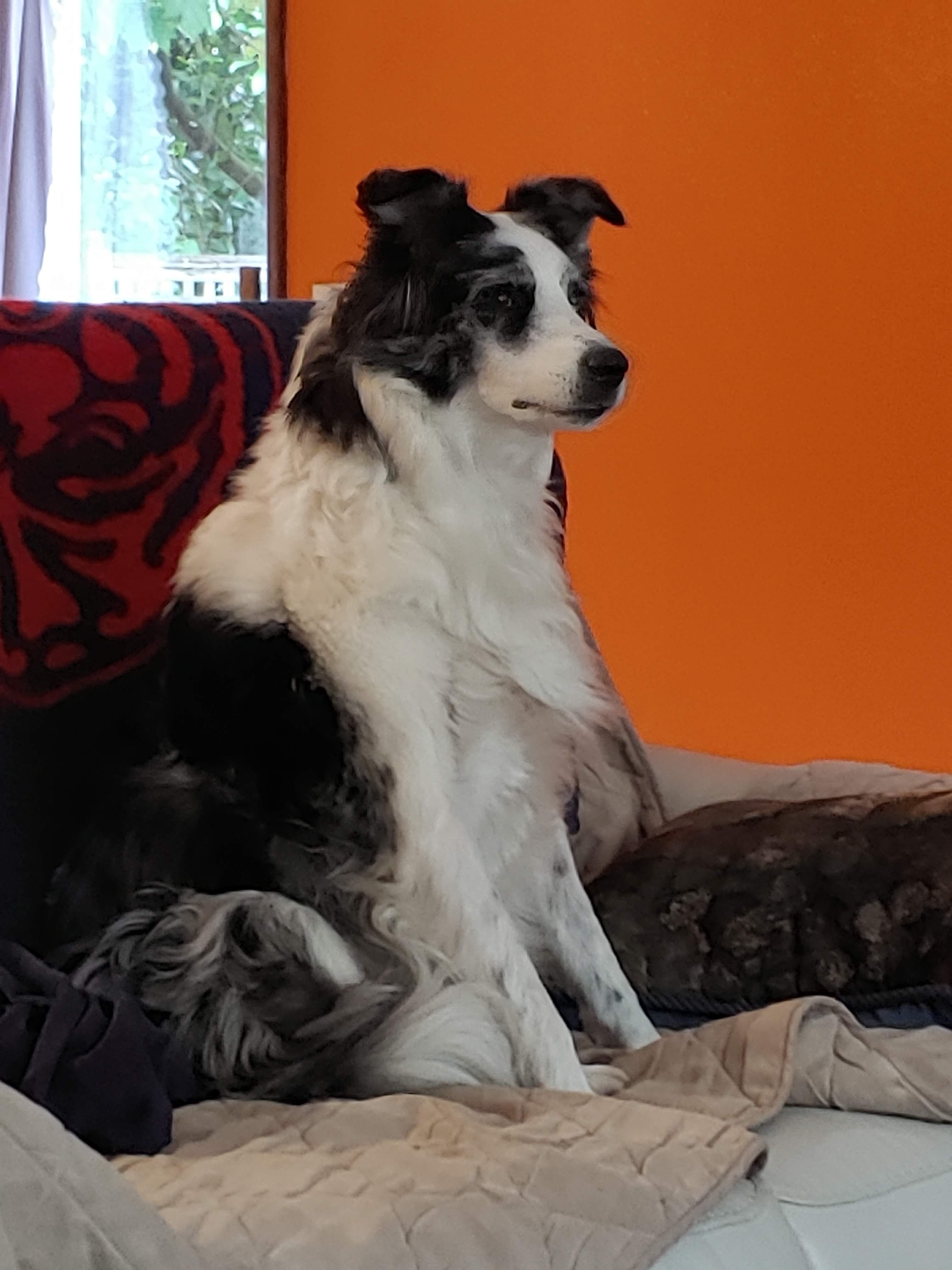 Mia