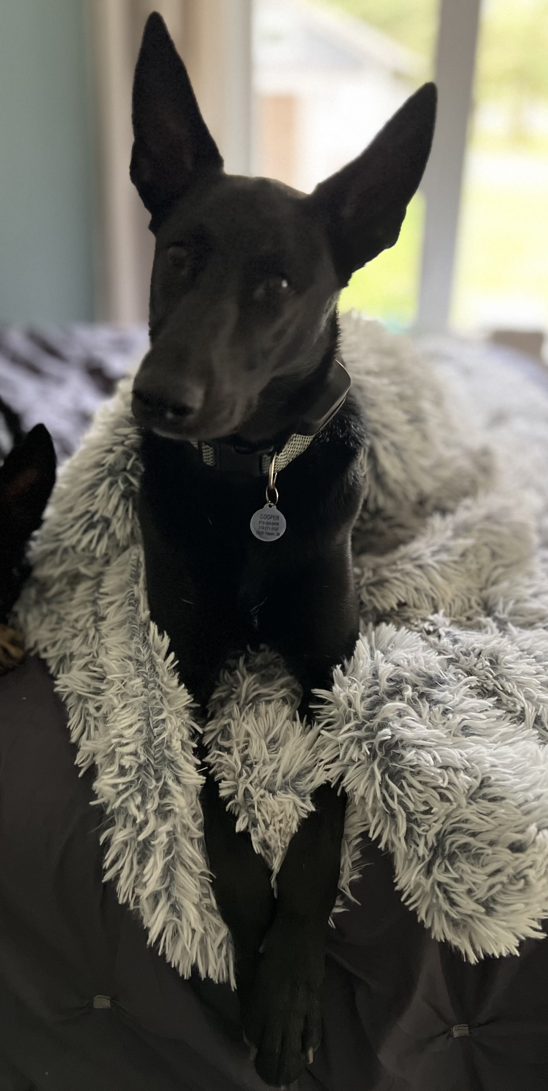 Cooper