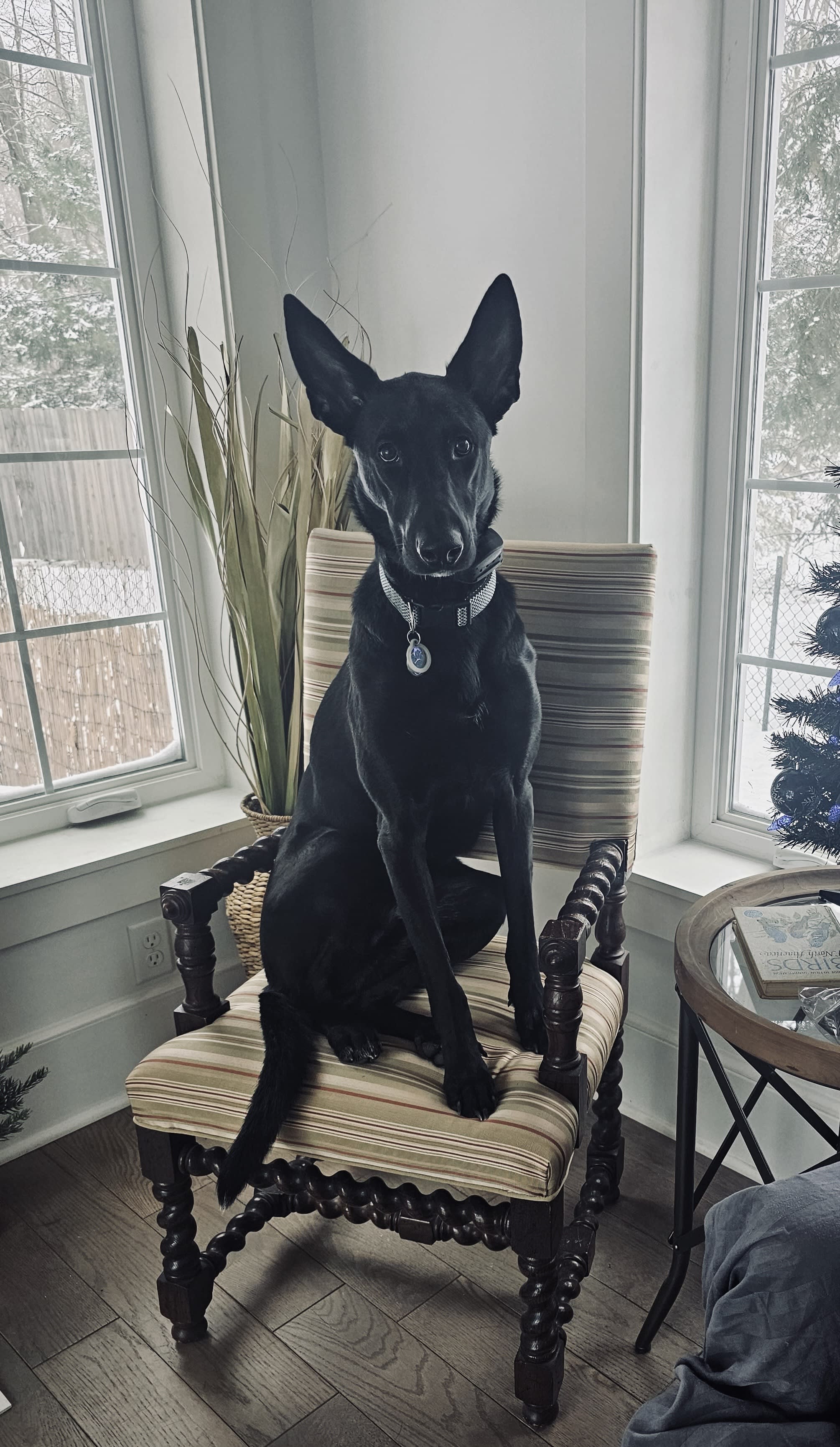 Cooper