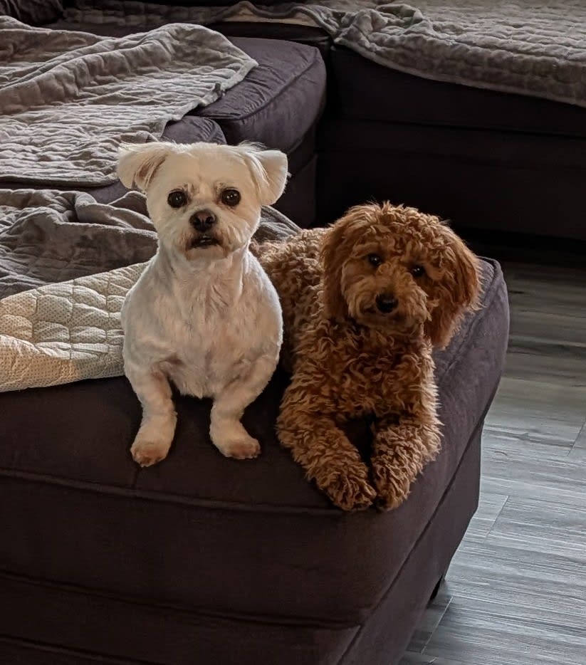 Snickers Cody Lizzie
